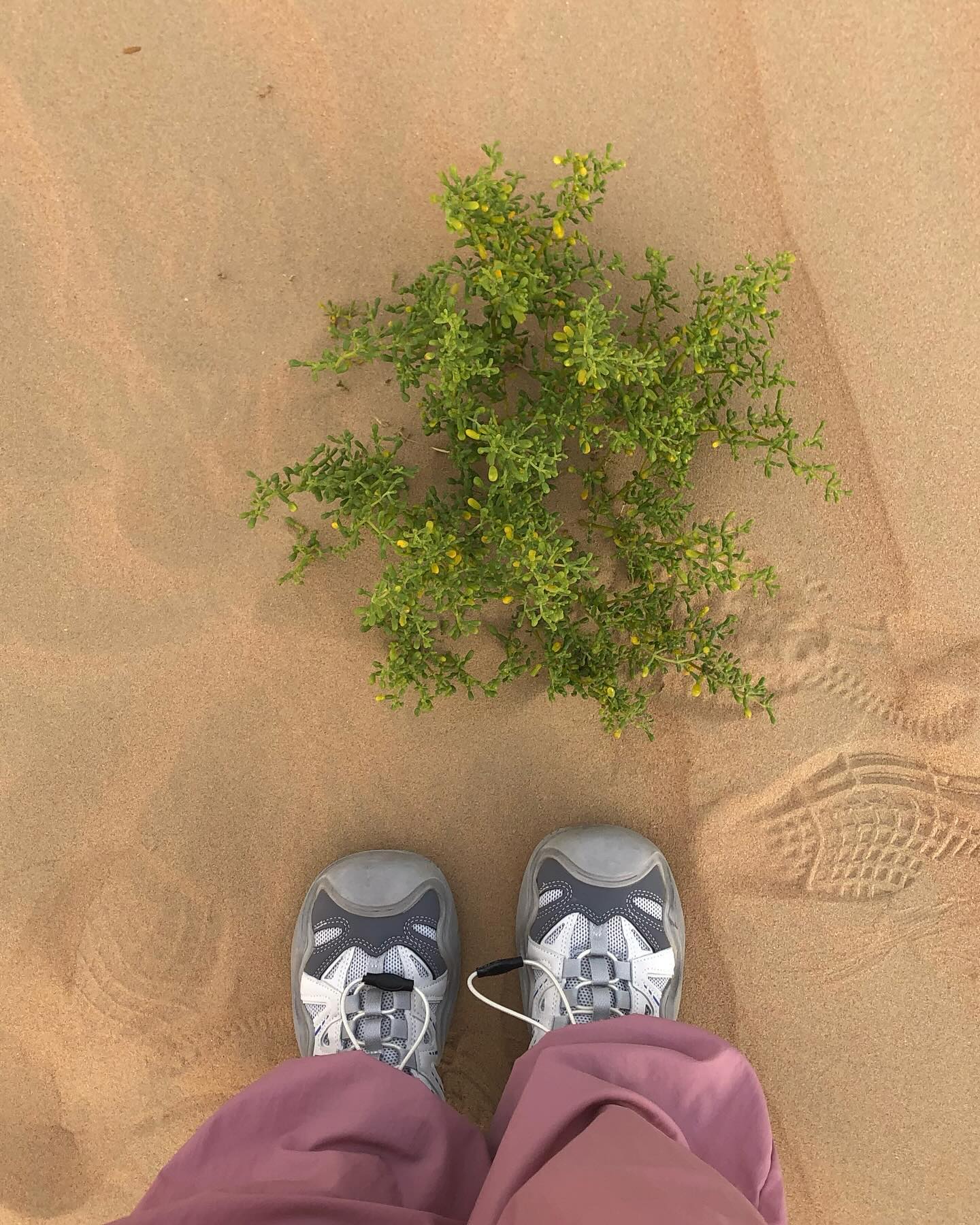 내가 사막에서 발견한 것들
: 대단한건 아니지만 🦂🌵

릴스 만드는 중인데 알라딘 노래를 넣을지 듄 노래를 넣을지 고민..중

#듄 #티모시 #어디갔지 
#알라딘 #요술램프 #어디갔어