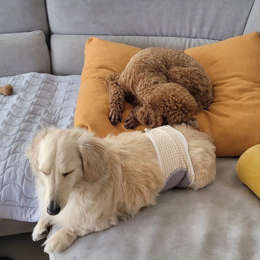 #시터야 #안자니 #옷정리에 #낮잠포기🙌 #심바 #궁둥이 #온기를느끼며 #자는중💤 #귀요미덜❤️ #옷정리피곤타 #부산펫시터 #펫시터일상 #puppy #dog