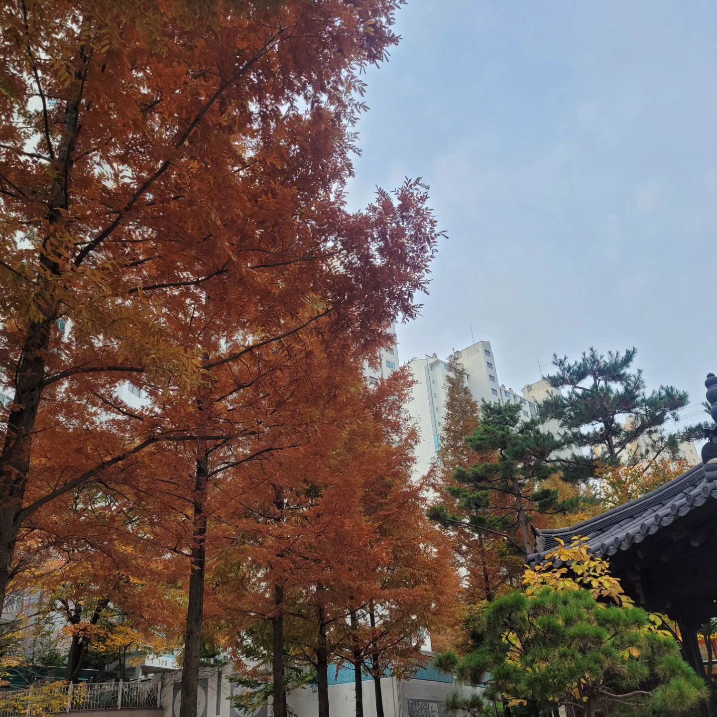 #지난주말 #가을이다
.
아이 문센 보내고 홀로 집에 돌아가는 길에
매일 지나가는 길에 가을이 왔네? 🍁🍂
.
집 근처 쿠키맛집 커피맛집 #오쿠커피 bakingmom1984 에서
미숫가루아이스라떼 한 잔 들고서
가을&자부 만끽 중.. 😊
.
이것이 행복이지 별거 있어~?! 😋
.
.
.
.
#토요일 #라떼한잔 #미숫가루라떼 #동네맛집 #쿠키맛집 #커피맛집 #가을만끽 #자부 #일상