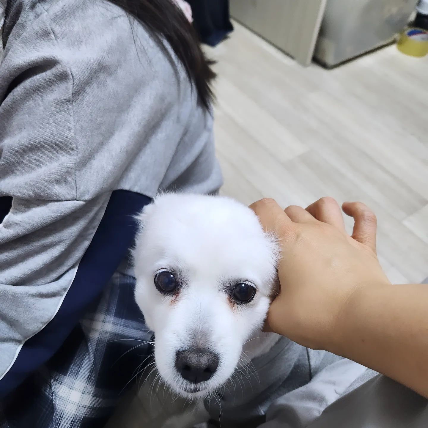 언니 옆에 딱!

#스피츠 #북삼 #석적 #왜관 #소통
#애견인소통 #애견인맞팔 #반려견소통