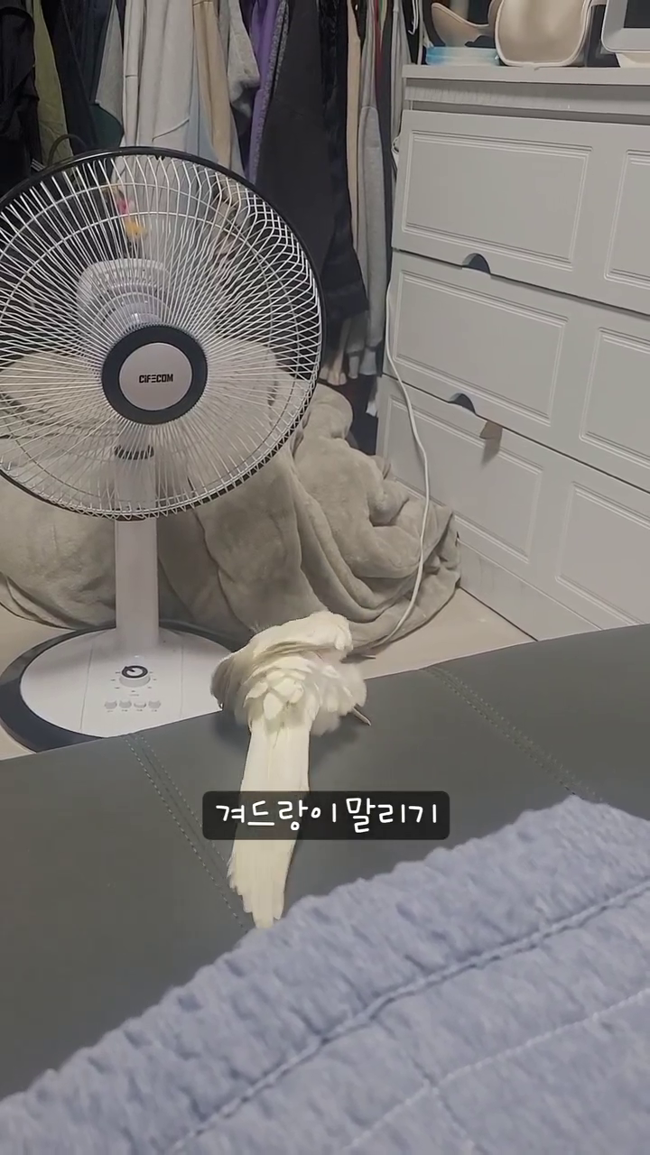 콘텐츠