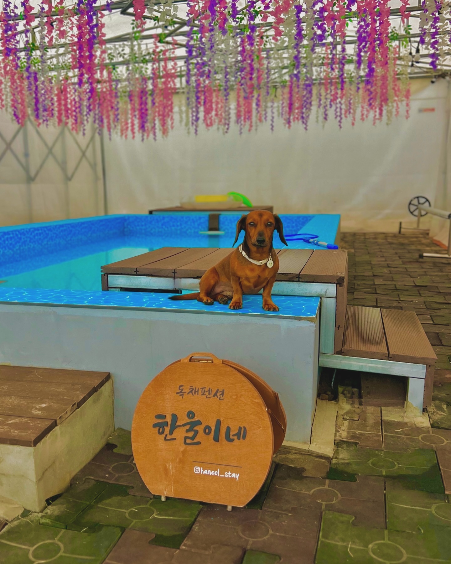 수영하기 시룽 표정 ㅋㅋㅋㅋㅋ

#강아지펜션 #강아지펜션추천 #강아지숙소 #강아지숙소추천 #강아지동반여행 #강아지동반여행추천 #반려동반여행 #반려동반여행추천 #화성반려동반 #강아지독채 #강아지독채펜션 #강아지독채수영장 #강아지독채펜션후기 #강아지독채펜션추천 #닥스훈트 #단모닥스훈트 #단모닥스훈트초코탄 #단모닥스훈트레드 #레드닥스훈트 #레드닥스훈트단모 #닥스훈트는사랑입니다 #나노을