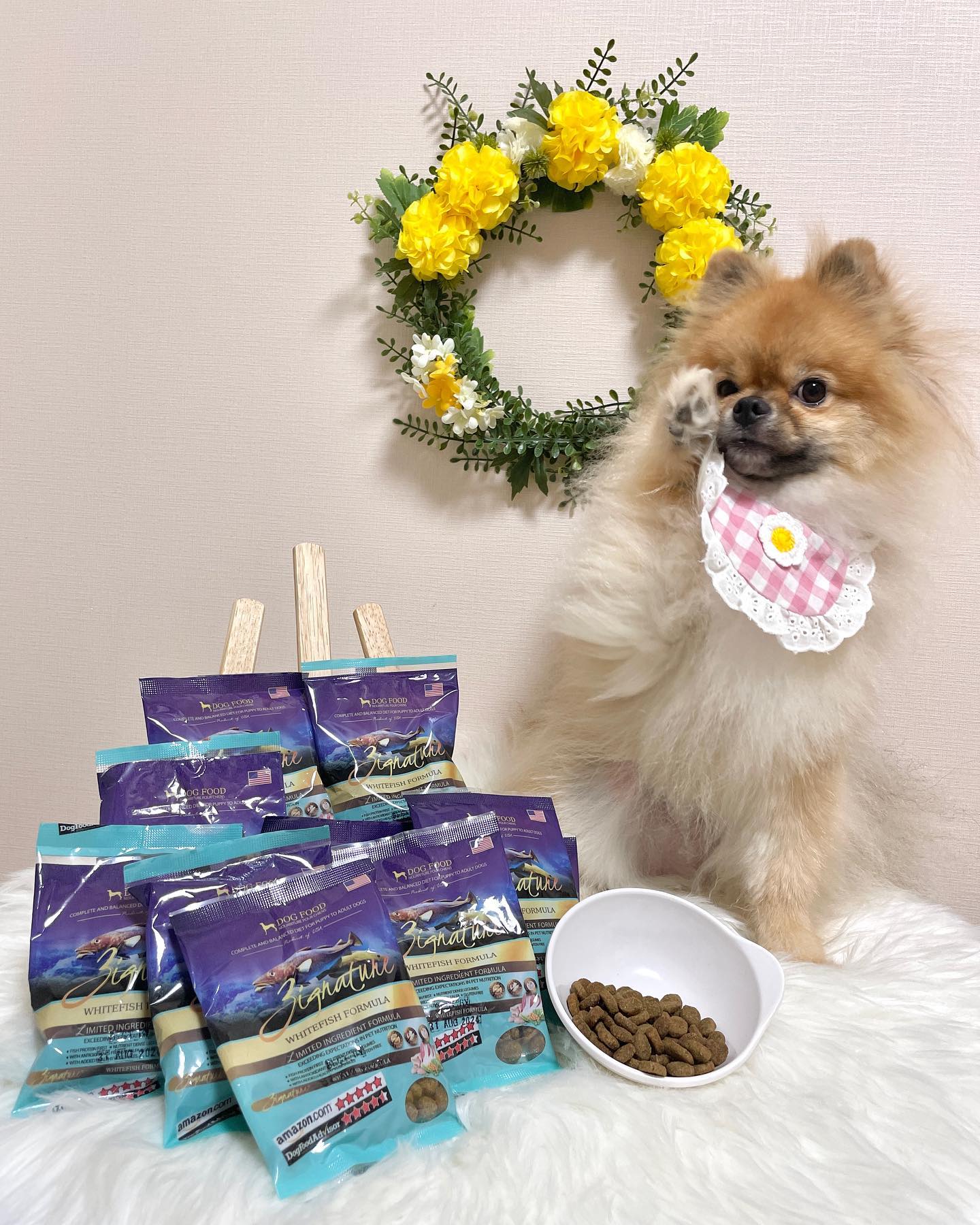 #협찬 
콩하〰️🩵
칭구들 추석에 맛난고 잔뜩 먹었다고 
사료 거부하는 멈머는 없겠지..?😏

콩인 연휴동안 간식은 물론 사람이 먹는것두 쪼꼼씩 먹다보니  눈물이 많이 터졌또..😅 게다가 콩인 장이 예민한데 까까도 
많이 먹었또니 쪼꼼 묽은 변을 보더라구..😗 그래서 눈나가 “지그니쳐 화이트피쉬”로 사료를 바꿔주었또!🩵

지그니쳐 화이트피쉬는 알러지와 소화기능이 고민인 
댕댕이들을 위한 맞춤 제품으로 저알러지 단백질인 
화이트피쉬를 사용하여 편안함을 더해준대👍🏻🩵 

콩이 급하게 먹는건 이미 아는 칭구들은 다 알쥐..?😂 
요곤 알갱이가 커서 콩이 오독오독 씹어먹어서 
눈나가 좋다구 했또!!👍🏻

약간의 단점이라면 콩이 큰 알갱이는 많이 안먹어봐서 
혼자서 먹는걸 못하거둔..지그니쳐 화이트피쉬의 알갱이가 
생각보다 커서 그런지 그냥 그릇에 담아주면 쳐다만보고 
안묵어서 눈나가 하나씩 먹여줘야한다눈고..?😅 
(🤦🏻‍♀️: 아뉘 근데 늦게 준다고 세모눈 뜨면서 쳐다볼꺼면 
구냥 너가 먹어도 되자나,,,,😒)

화이트피쉬 말고도 엄청 종류가 다양하구 알갱이 크기가 
작은 사료도 있어서 댕댕이 별 맞춤 사료로 선택할 수 있다는게 엄청 큰 장점같아!!🩵 

우리 맘마도 열심히 잘먹눈 차칸 댕댕이가 되자구!!🔥🩵

#루니펫 #루니펫체험단 #지그니쳐 #사료 #사료추천 #강아지  #포메라니안 #강아지모델 #강아지홈모델 #견플루언서 #댕플루언서 #멍스타그램 #멍스타그램 #오늘의강아지 #멍팔 #반려인소통 #멍팔맞팔 #petstagram #pomeranian  #❤️콩이그램❤️