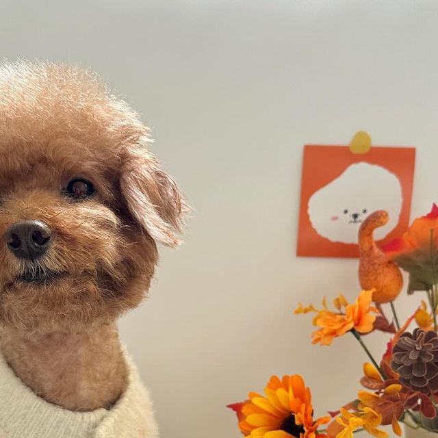 강아지모델 푸들 양뿌꾸 ღ 멍팔 ღ on Instagram: "#업체로부터제공받은제품입니다 💚마이펫푸 피부영양제💚 친구들도 혹시 피부 예민해...? 나눈 어느 순간부터 갑자기 예민해지더라규..(ಢ