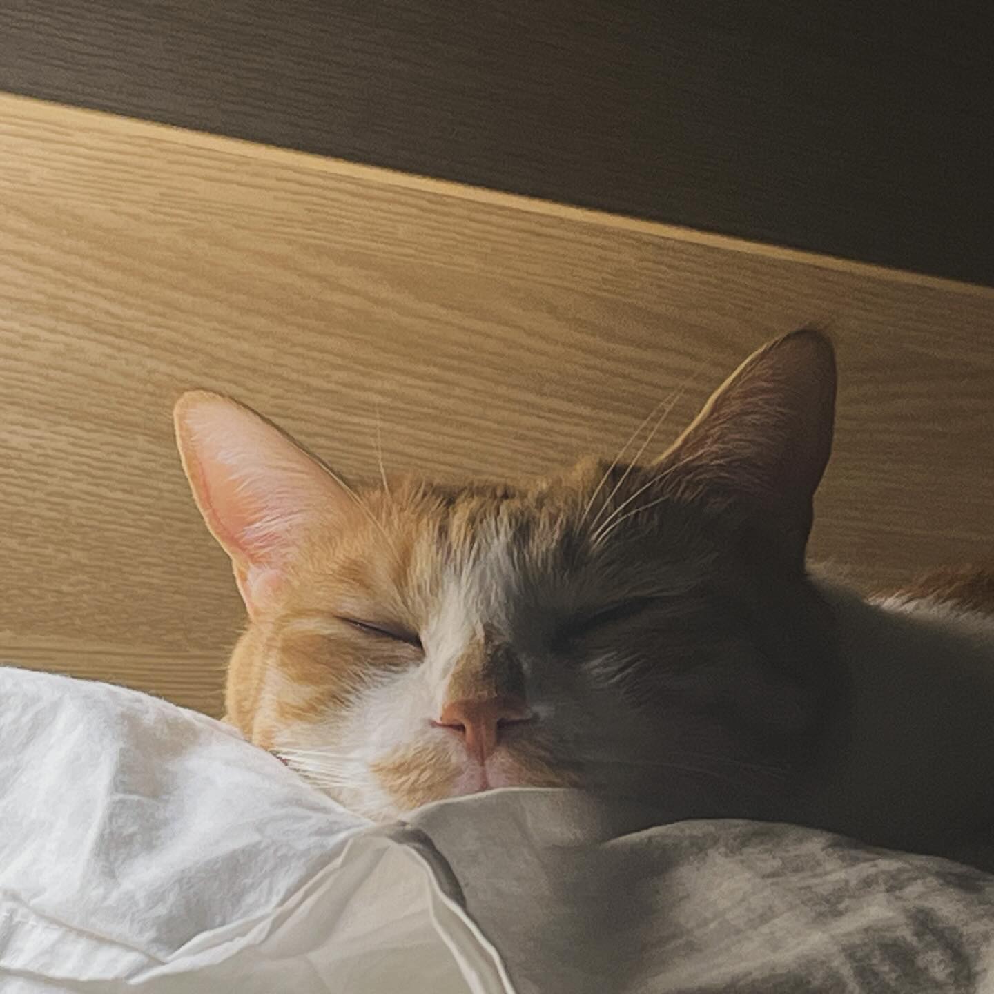 무슨 꿈을 꾸고 있을꽈?
