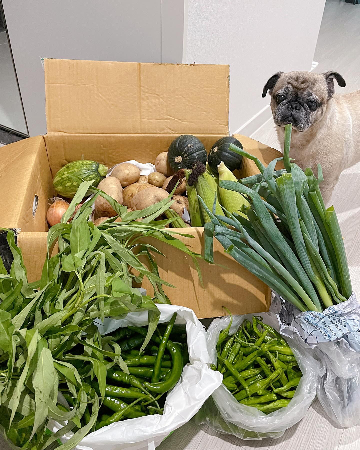 시댁에서 보내주신 직접길른 채소들 !!!🌽🥔🧅🌶️
마음이 넘나 풍요로워 💚🤍💚🤍 반찬해먹을 생각에 너무 즐거움 😍 일단 옥수수먼저삶아놔야징 !!!! 

#주부스타그램 #아줌마그램 #퍼그스타그램