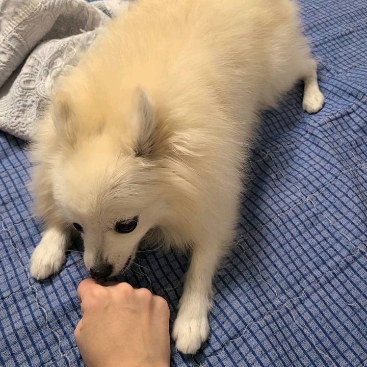 #🐶
애미 손가지고 장난치다가 하지말라고하니까
진짜 #개꼬라지 
아니 이거 내 손이거든...🤔⁉️

(➕️2번째 사진_ 원래는 착한 편이에요..?
아마도요..? 그럴걸요..😶?)

-
#맑눈광 #와이라노 #엄마만만만해