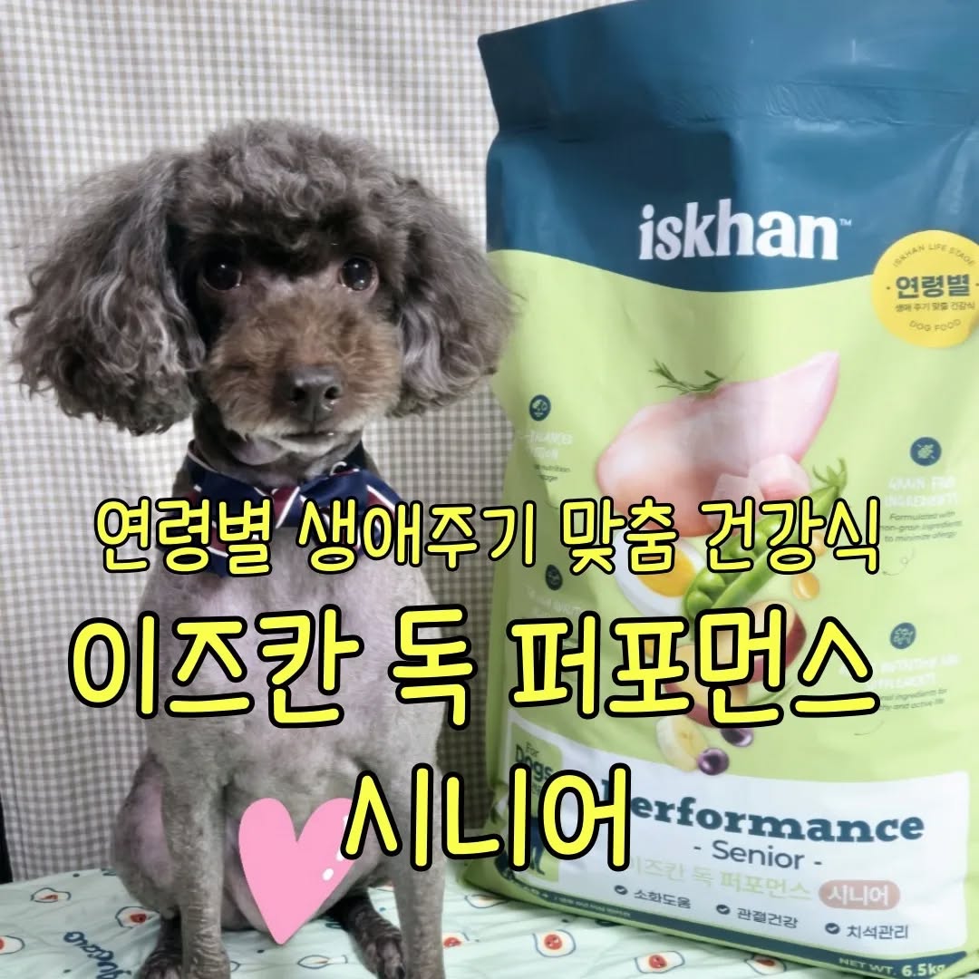 #협찬 #제품제공 

#이즈칸 #강대체험단 
#강아지대통령 #시니어사료 
#이즈칸사료 

이즈칸 독 퍼포먼스 시니어 6.5kg 

2015년생 초코🐩 & 쿠키🐩
언제나 애기애기할 것만 같은 두 멍이들도
어느새 시니어...... (시간아 천천히좀😭)
아직까지 눈에 보이는게 나이를 먹었구나
하는건 없지만 초코같은 경우엔 
백내장 관절염이 있으니 조심 또 조심😭 

사료를 좀 더 연령에 맞춰
바꿔줘볼까 싶어서 신청해 본
#이즈칸독퍼포먼스시니어 

🍗이즈칸(iskhan)의 생육식단이 좋은이유?! 
휴먼그레이드의 
뼈를 발라낸 신선한 생 닭고기와
생 연어를 사용해 좋은 단백질을 제공&
육분 대비 공정을 단순화하여 영양소 파괴가 적어
소화 흡수율과 기호성이 높다👍

🐶이즈칸 독 퍼포먼스 시니어는 
5세 이상 반려견의 신체변화에 맞춰
소화율을 높이고 관절에 무리가 가지 않도록
저지방으로 설계된 맞춤형 영양식👍
- 글루코사민 & 콘드로이친
   ; 관절건강 및 운동성에 도움
- 프락토 올리고당 ; 장 건강에 도움
- 생 닭고기와 가수분해원료 ; 소화흡수를 도움

초코 쿠키는 사료를 진짜 자주 바꾼 편인데
바꿀때마다  '기호성이 엄청 좋다! '
이정도는 아니었는데 
생육으로 기호성+건강까지 잡은 이즈칸은
오픈해서 주자마자 너무너무 잘먹더라는👍
기존 사료랑 섞어서 주니
초코는 그래도 같이 먹긴 하는데
쿠키는 기존사료 그릇 밖으로 뱉어내고
이즈칸만 먹더라는 🤣
알맹이도 작은편이고(8.7mm)
꼬릿꼬릿한 냄새도 적어서 좋다👍
응가 싸놓은 상태만 봐도 
확실히 좋아진게 보이는데
응가가 너무 딱딱하지 않고
집을때 딱 집어지는 약간 쫀득?한 정도에
응가 냄새가 기존사료 먹을때랑 비교해서
진짜 이정도면 괜찮지 하는 건강한 응가💩
응가 싼거 볼때마다 완전 맘에 들어💕 

진짜 유일한 단점은!!!
6.5kg 대용량 제품인데..
작은단위 소포장도 아닌것이
지퍼형태로 닫히거나 찍찍이가 있는게 아니라
그냥 포장지 오픈 그대로 열려있어서 
그부분이 좀 아쉽다...😭
이제 특별한 이슈가 없는 한
이즈칸 독 퍼포먼스 시니어로 정착 할 듯👍