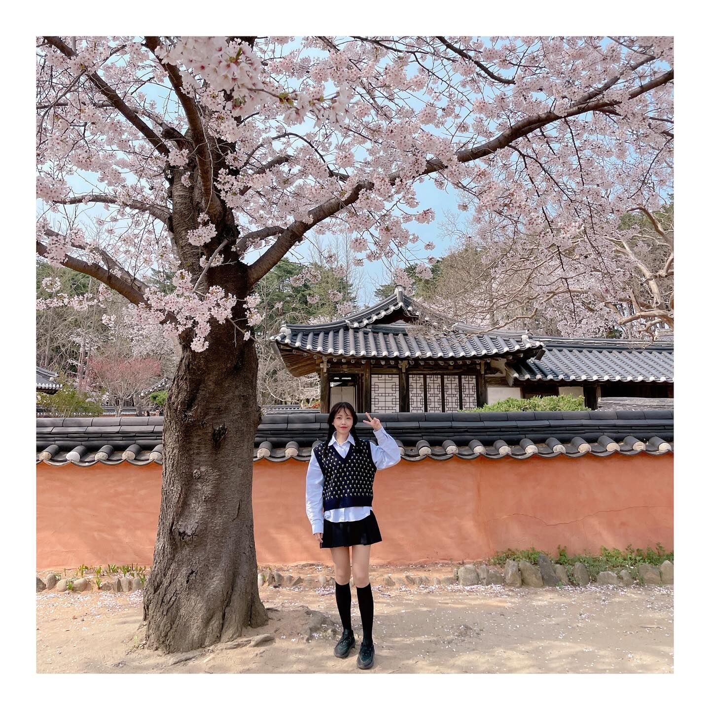 강릉 벚꽃🌸
내가 미니미로 보일만큼 
높고 크고 풍성한 벚꽃나무

#허난설헌생가 벚꽃부터 
#경포호수벚꽃 길도 넘 예쁘다

올해도 #벚꽃구경 완벽💕
