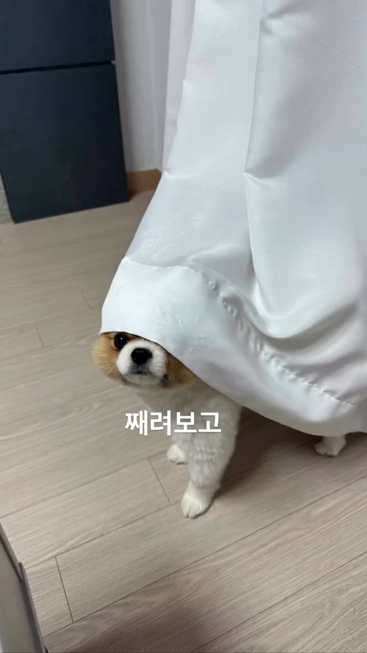 미운 강아지🐶 두쨜👊🏻
#포메라니안 #아는척하지마라 #미운두살