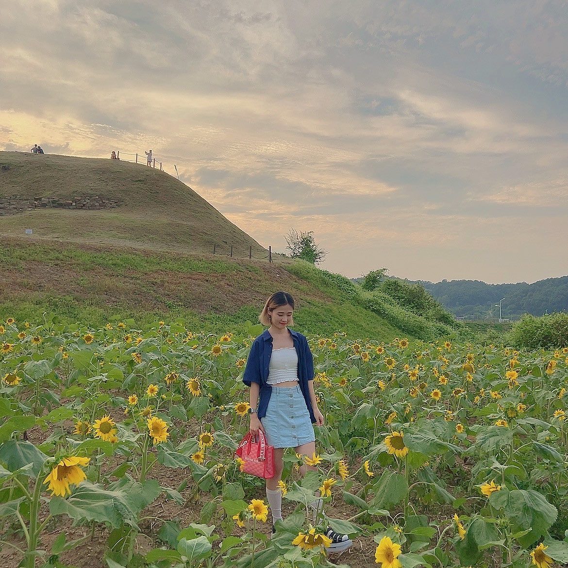 Shoes : nikeseoul 
지난주에 다녀온 호로고로 해바라기밭🌻
이번주까지 축제 기간 끗!

낮지만 그래도 이쁜 해바라기들💛
연천간김에 DMZ케이블카 타고 역사전시관 구경도 하고 즐겁고도 보람있는 구경하고 왔어요❣️

언덕위에서 보는 풍경이 이뻐서 해바라기가 져도 거닐기 좋은곳이에요👍