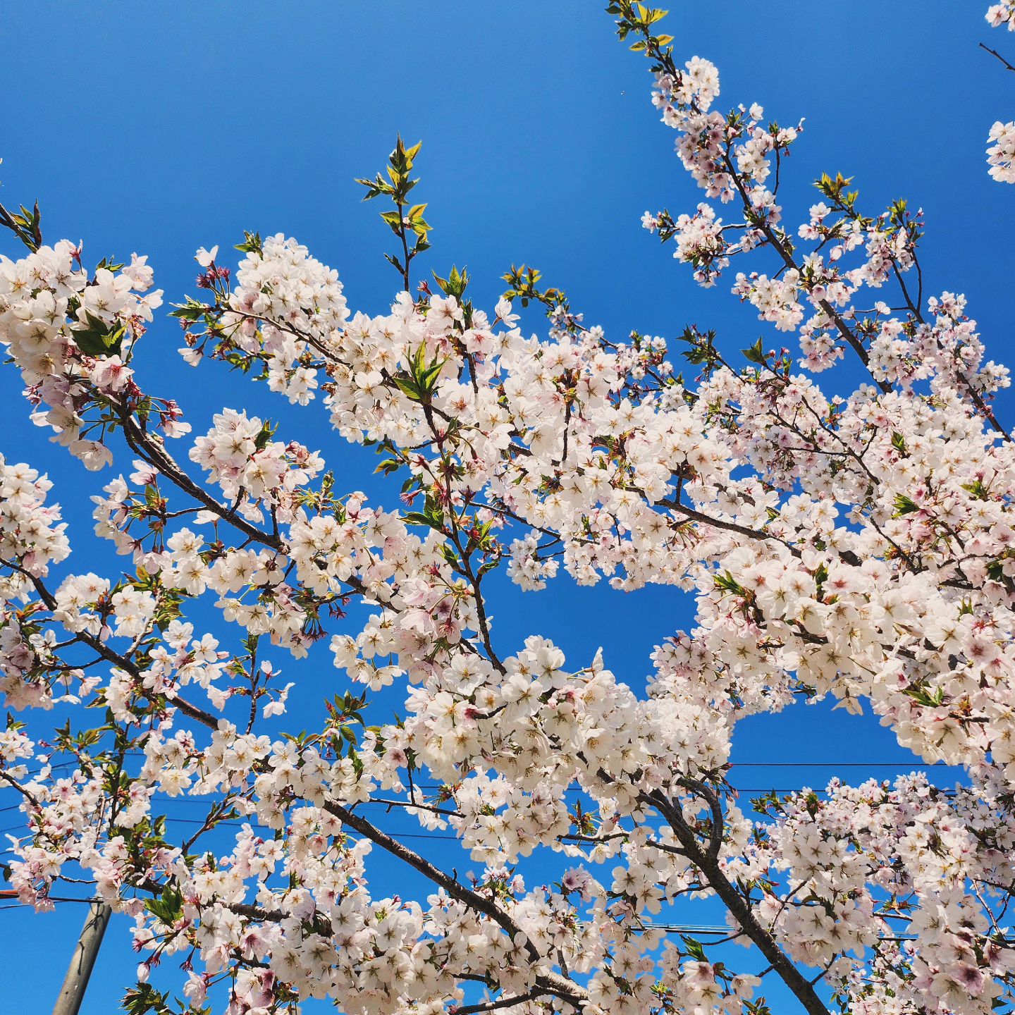 봄이왔네~~🌸