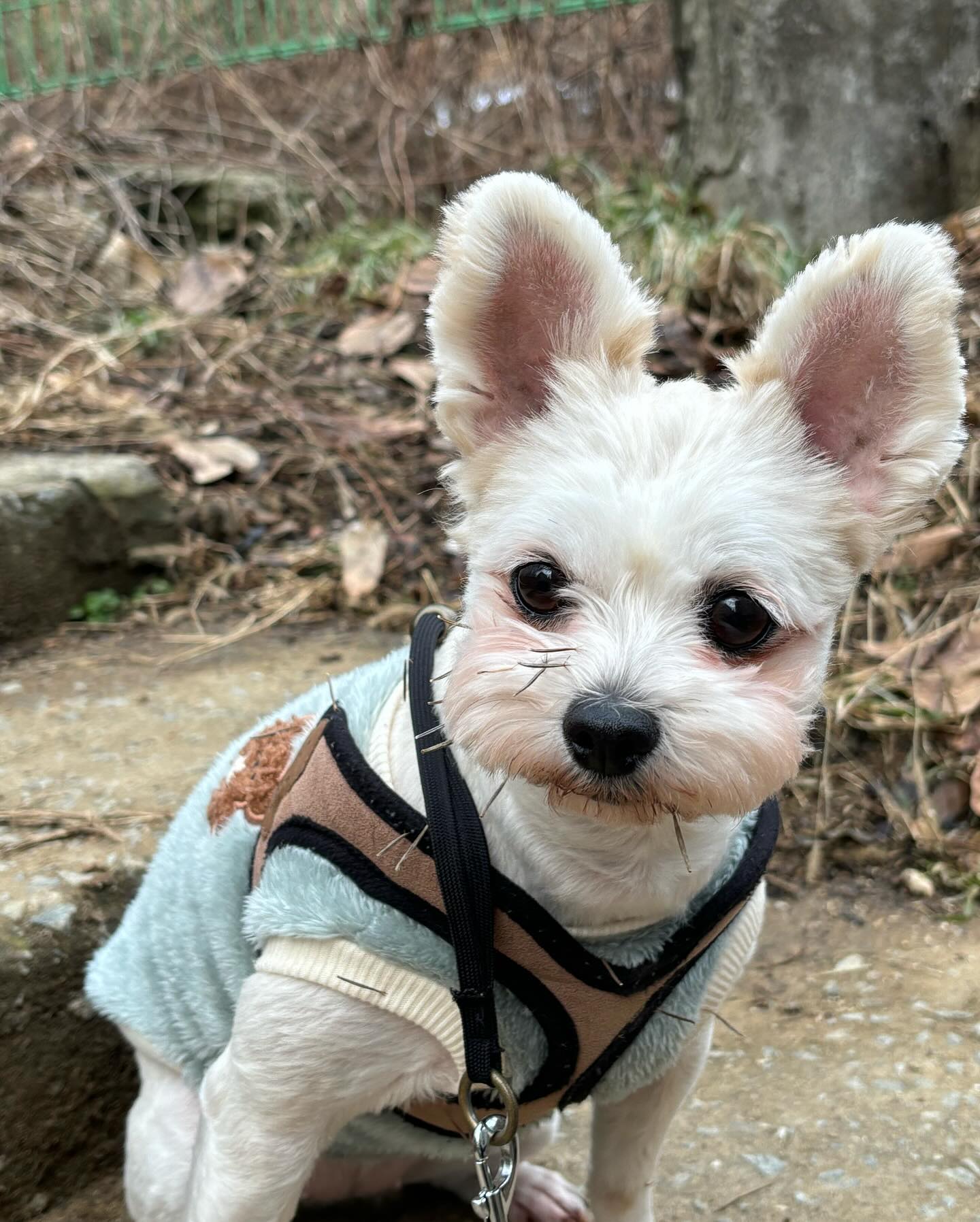⠀
⠀
⠀
⠀
산책만 하고 오면 고슴도치 🦔🌿
⠀
⠀
⠀
⠀
#앨범털기
#반려견 #반려견그램 #반려인 #반려인소통 #강아지 #댕댕이 #멍스타그램 #믹스견 #럽스타그램 #애견인 #육아육견 #애견인소통 #집사 #소통 #좋테 #좋반 #소통 #멍팔 #맞팔 #instadaily #daily #follow4follow #likeforlikes#instaphoto #selfie #love #dog #puppy