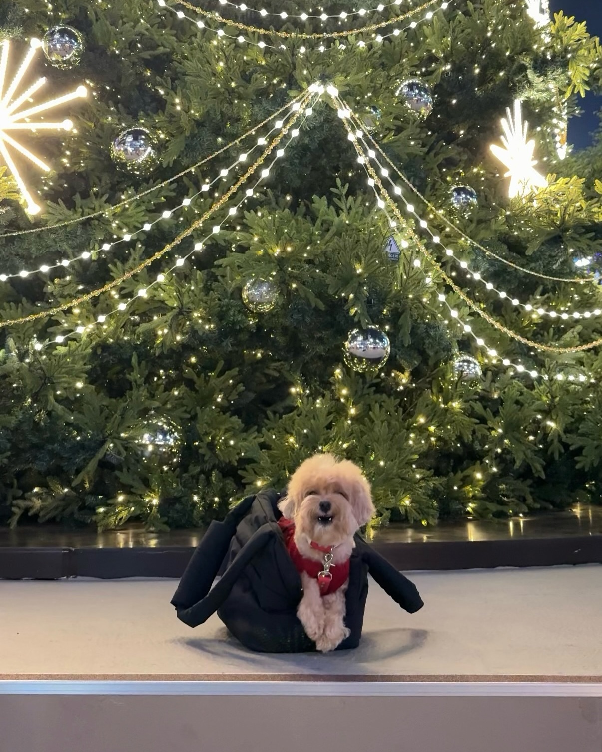 🧑‍🎄❤️