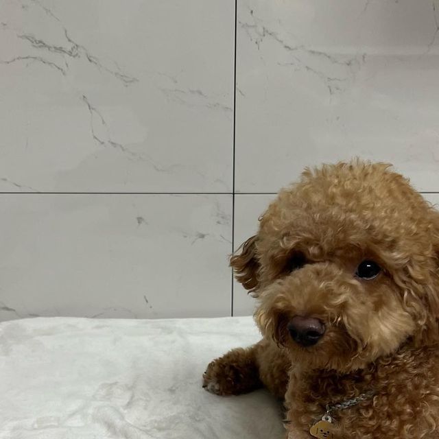 내이름은 바르🐶 on Instagram: "#광고
🐶바르가 가자요펫 관절+멀티비타민 영양제를 체험해봤오🐶

친구들 혹시 가자요펫이라는 브랜드 들어봤니?
바르는 오메가3도 가자요펫을 먹고 있는데 좋은 기회로 가자요펫 관절+멀티비타민 영양제를 제공받았오💜

💛 가자요펫 관절+멀티비타민 영양제는 글루코사민,MSM이 타상품에 비해 월등해(총 1200mg)
💛 타사 제품과 달리 전성분이 투명하게 공개되어 있고 각종 인증을 받아 안심하고 급여할 수 있는 미국산 제품이야🇺🇸
💛 다른 제품엔 없는 멀티비타민과 미네랄 성분도 포함되어 있어 관절영양제와 멀티비타민을 하나로 합친 제품이라구👍🏻
💛 고양이, 강아지 모두 복용 가능하고 기호성이 매우 좋아

이번에 가자요펫에서 환경을 생각해서 ESG를 적용해서 포장을 했대😍
내부 용기는 풀잎으로 만든 펄프를 사용한 친환경 소재이고 안에 비닐은 옥수수 전분으로 만들었다구
환경까지 생각하는 가자요펫 너무 멋지지 않니?👍🏻

#강아지영양제#고양이영양제#노견영양제#노령견영양제#퍼피영양제#강아지관절영양제#강아지슬개골영양제#강아지조인트영양제#gaazayopet#가자요펫#강아지영양제추천#강아지관절영양제추천#노견관절영양제추천#애견영양제#애견관절영양제"