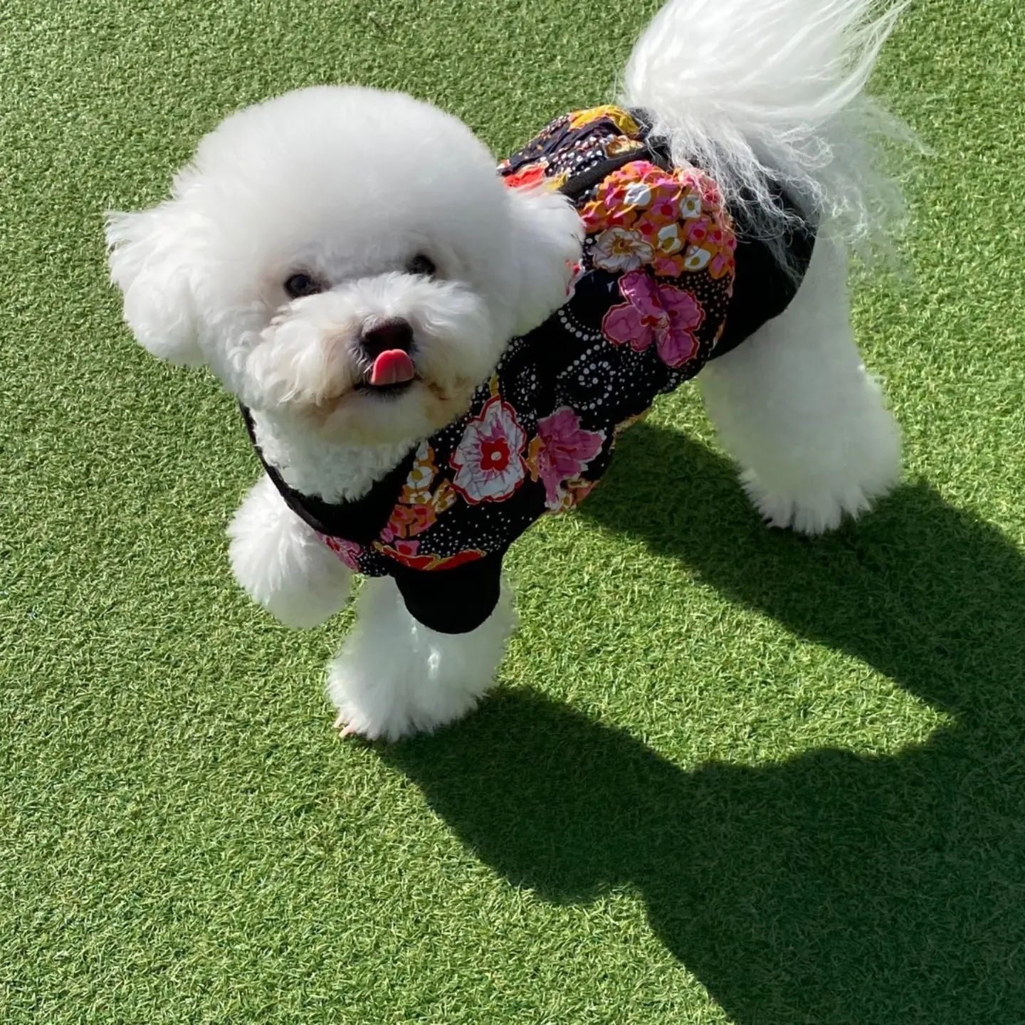 칭구들 연휴 잘 보내고있남🧧

춘봉이의 하루하루는 여전해😁

얼마전에 할아버지가 
갑자기 하늘나라로 떠나셔서
이제 날 반봉이라 불러줄분이 없어진거빼곤,,,🥺

우럼마는 더더욱 바쁘게 지내려고
열심히 노력중이래💪💪💪

울가족들 열심히 힘내서
아주아주 잘사는 모습 
할아부지랑 수봉이형아한테 보여줄께✨️

하늘에선 수봉이형아가 선배니까
할아부지랑 잘 지내죠☁️🐶❤️

2월에는 모두모두 
행복한일만 생겼으면 조케따🫶🏻❣️
.
.
.
.
.
#아빠안녕 #수봉이랑잘지내고있어