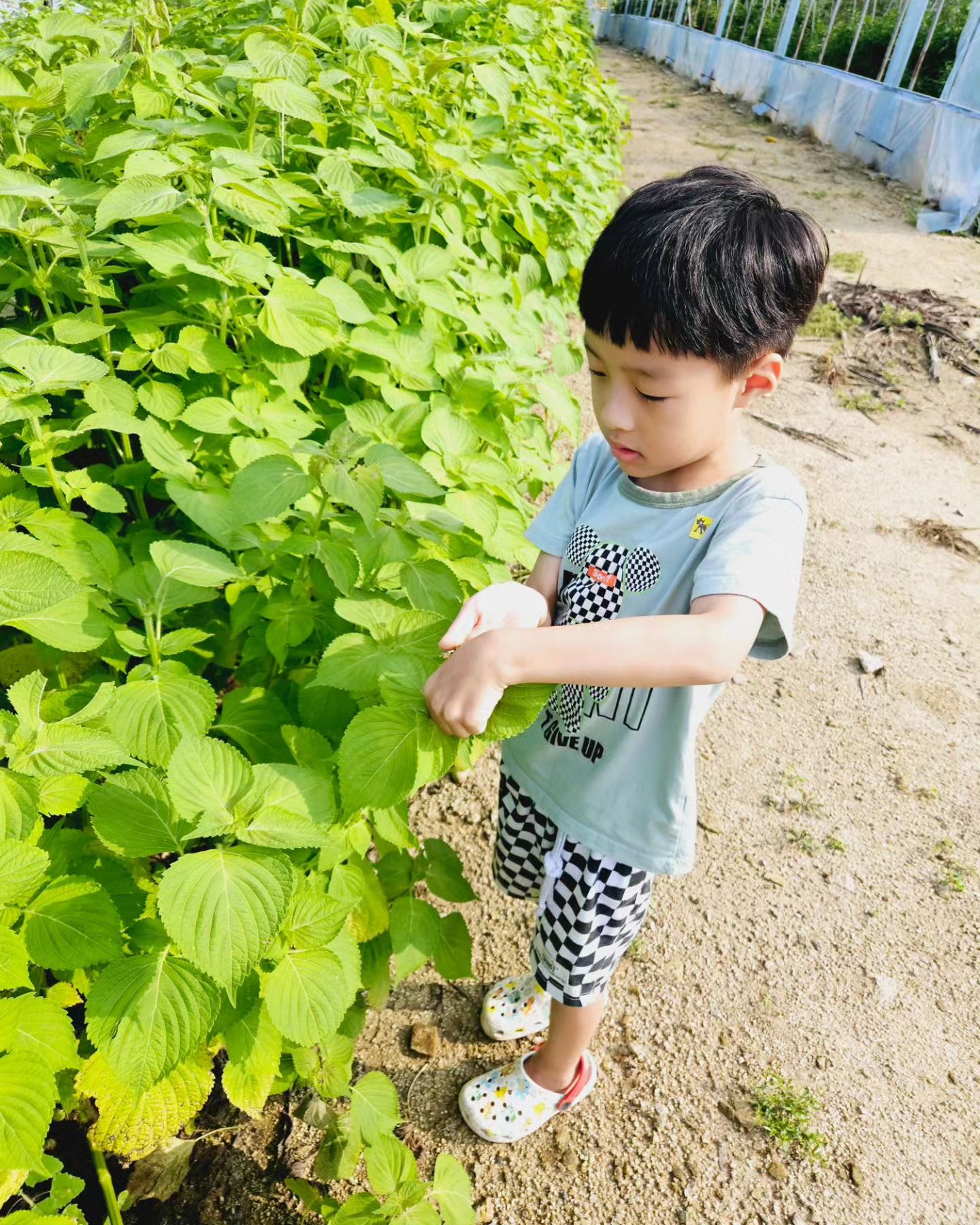 옆에 텃밭이 있어 깻잎, 고추 수확하고
처음 고추맛도 본 정우
맵다고ㅋㅋㅋ
아빠랑 곤충채집도 하고
(결국 잠자리채 망가짐ㅜ)
이모가 가져온 스티커퍼즐도 하고
포켓몬도 색칠하고
하루 알차게 보내는중!!
이제 좀있음 저녁먹자ㅋ