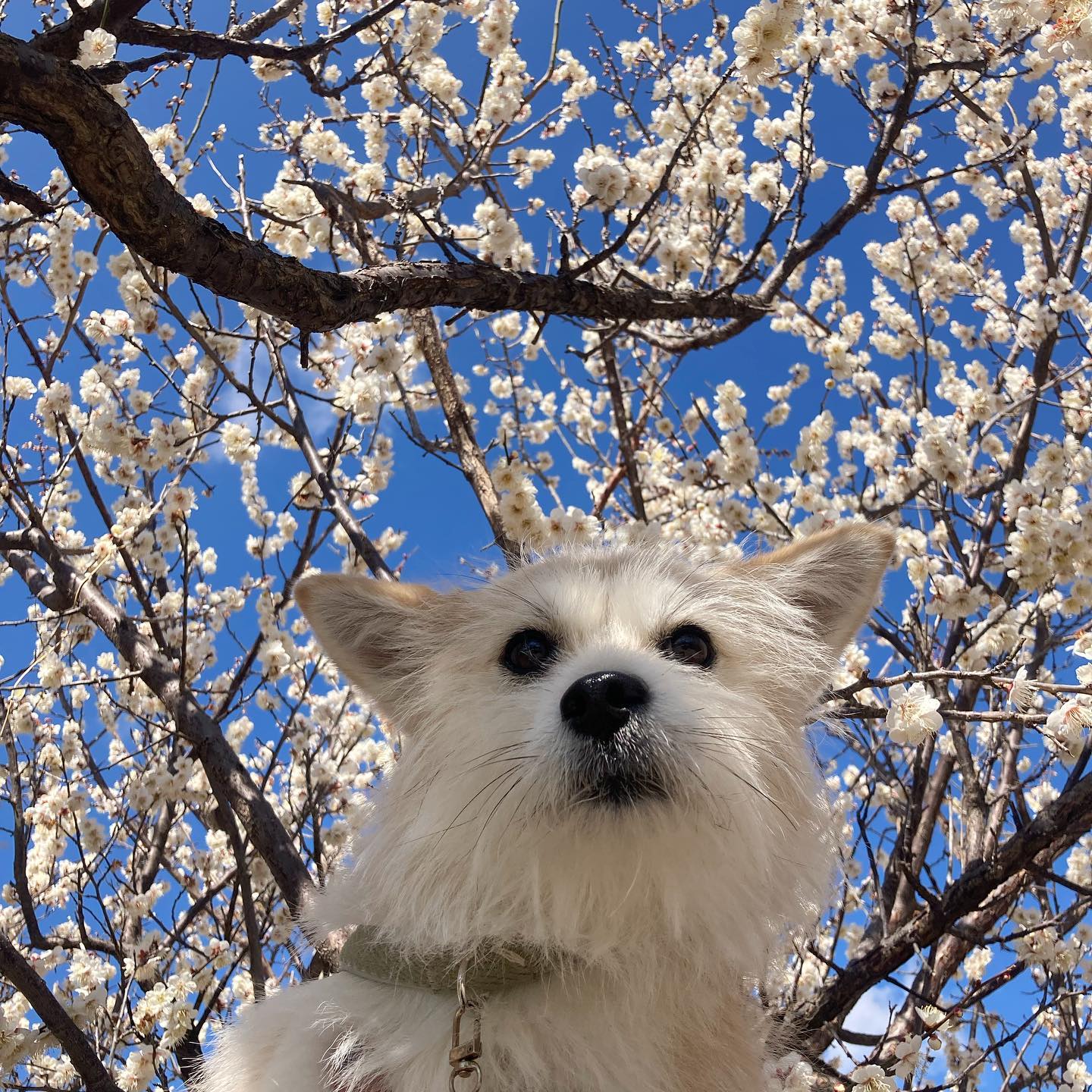 봄인가봐🌸