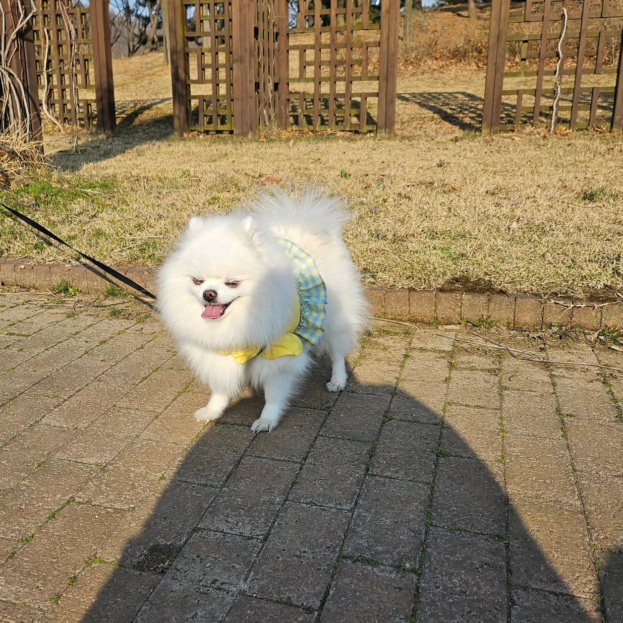 🐶💓

#강아지스타그램
#포메라니안
#공원
#주말
#좋아요