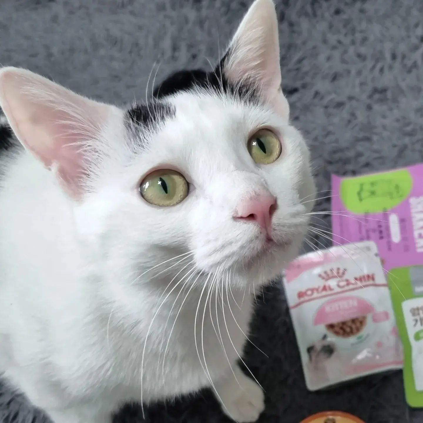오늘이 #세계고양이의날 이라고 하더라구요!!🐈

집사님들하고 지내는 집냥이들도 바깥생활을 하는 냥이들도 모두 건강하고 행복하게 지냈으면 하는 마음에 같이 축하해봅니다🎉

#국제동물복지기금 #IFAW #고양이의날 #아프지말고건강하자 #냥생활 #모든고양이가행복하면좋겠습니다 #내이름은꽃님