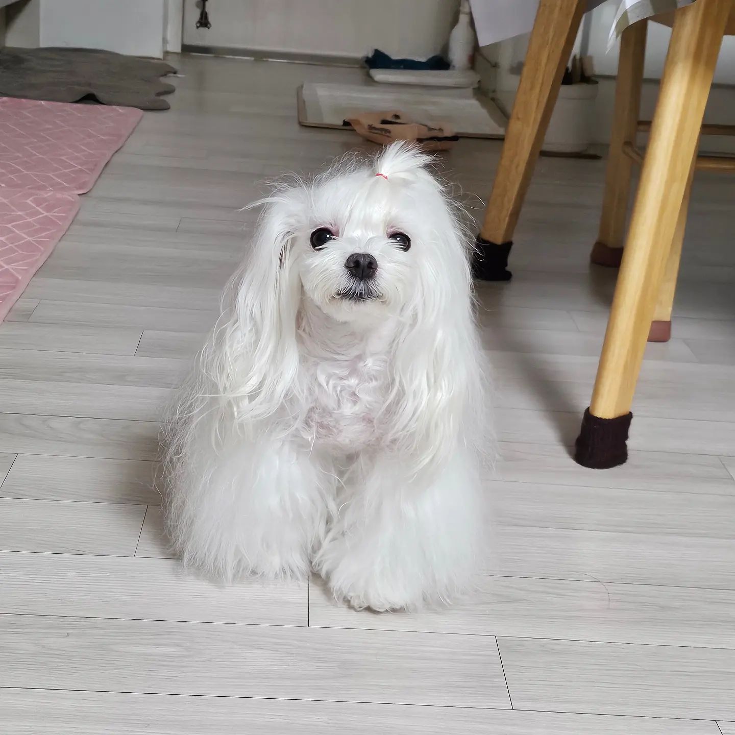 ᆢ
우리집 똥강아지~~
애미가 부르니까 눈 동그래진
설이~~

#말티즈 #견딸 #강아지딸 #강아지일상