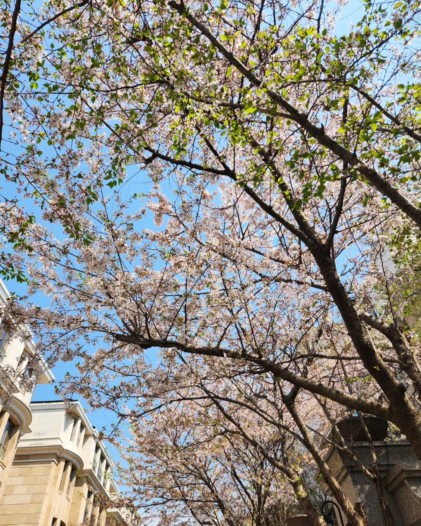 오늘의 집 앞 동네 풍경 🌸
아침부터 산책하며 좋은 공기 마시니 기분이 참 좋았다//
별로 어려운 인생을 살아오지 않은 나로서는 요즘
인생의 최대 위기를 맞고 있다..!!
그래도 조금만 견디면 되니까 좋은 마음, 
행복한 마음으로 기다리고 기다리자 ❣️
곧 좋은 소식 알릴께요😆
⠀
⠀⠀
#인생고비 #행복한힘듬 #너를만나기