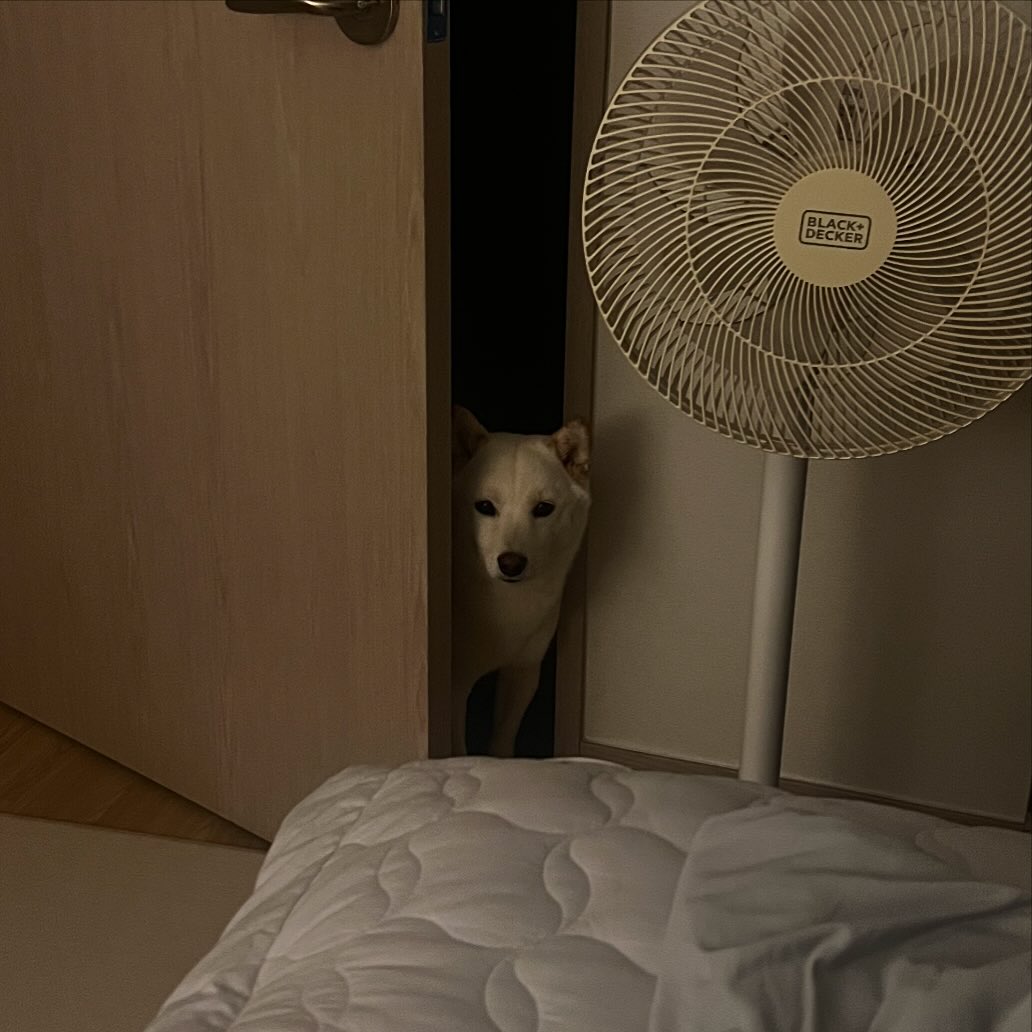 옴마같이 자두 되까?