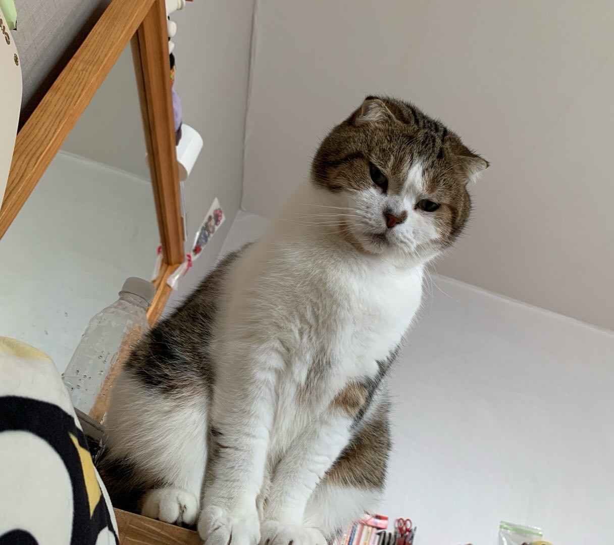 🐱
밥 달라고 쳐다보는 중😂
언제까지 잘거냥 밥 달라냥

#스코티쉬폴드 
#캣초딩
#냥초딩
#밥달라냥
#집사환영
#냥팔맞팔
#반려묘