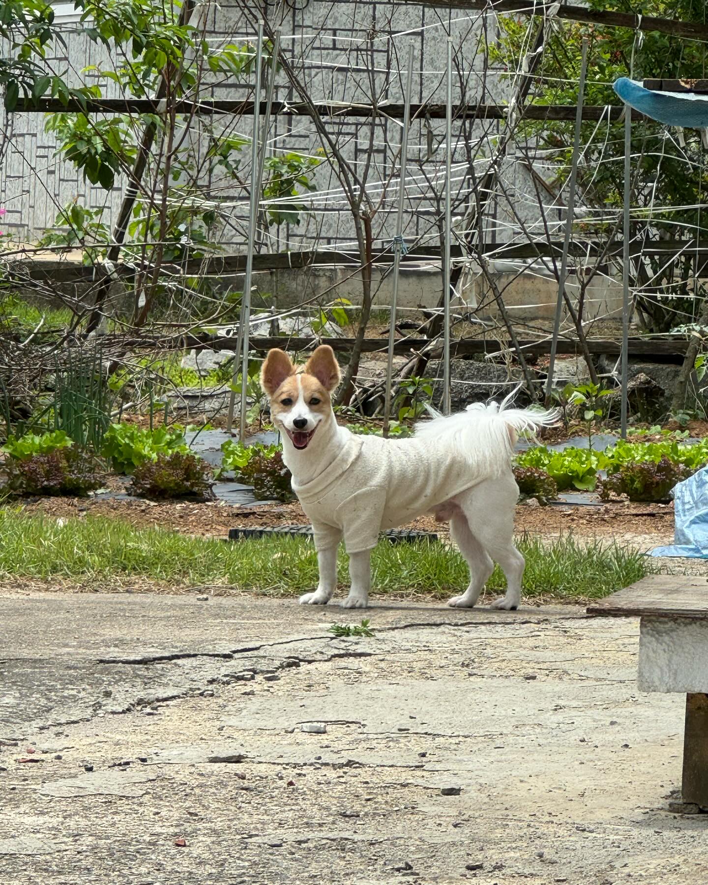 __우리집 귀염둥이😊

시골집만 가면 신나서 잔디뛰어놀고 몸 비벼대는 율무땜에 미친다🤣

#시골 #시골집 #반려견 #반려 #우리집 #막내 #강아지 #강아지스타그램 #스피치 #웰시코기 #너는 #뭐야 #❓ #ㅋㅋㅋ #아련한 #눈빛 #오지네 #오지구 #지리구 #헤헤