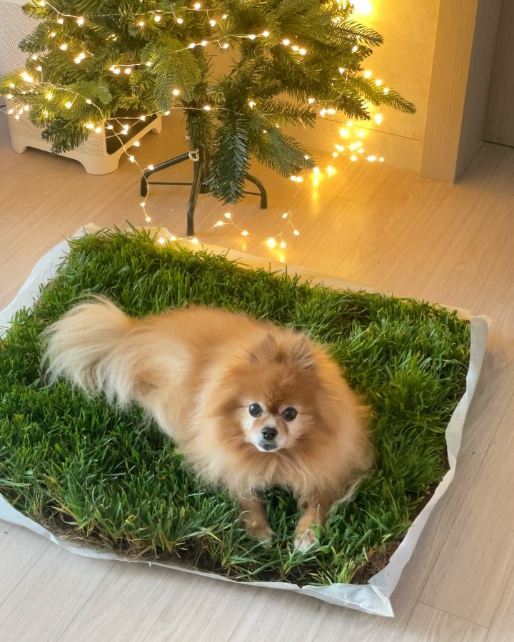 우리 강아쥐가 잔디에 쉬를 해요^^
집안에 잔디를 들일수 있다니 너무 신기해요-

바깥 산책이 안될때 낑낑거리는데,
요 잔디 배변패드가 온 이후로 
기분 업업업!!!!

흙이 아닌 코코넛섬유위에 자란 잔디라서
엄청 가볍고 관리도 쉬워요.

물만 몇번 뿌려주면 되더라구요.

무농약친환경방법으로 재배되어서
우리 강쥐가 한번씩 풀을 뜯어먹는데
안심이 되었어요.

천연잔디!!!

잔디뿌리가 소변을 흡수해서 분해 증발시키니
냄새가 덜해요.

잔디 향에 강아지가 릴렉스되는거같고
여기에서 쉬하니까 저도 좋네요.

버릴때도 자연분해되는 천연잔디라서
환경보호에도 굿굿굿!!!

🌿펫네이처 천연잔디 배변패드
garden_petnature 

#천연잔디 #배변패드 #배변훈련 #노즈워크 #동물복지친환경플랜테리어 #강아지잔디 #강아지잔디패드 #잔디패드