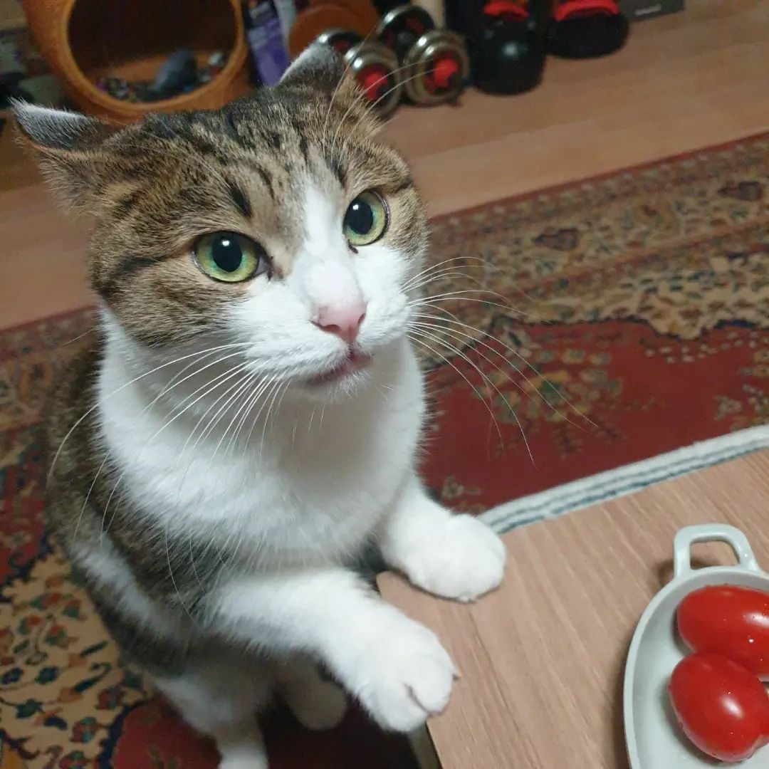 내가 뭘 먹을 때마다 검사하는 아콩이(진지)😊🥰