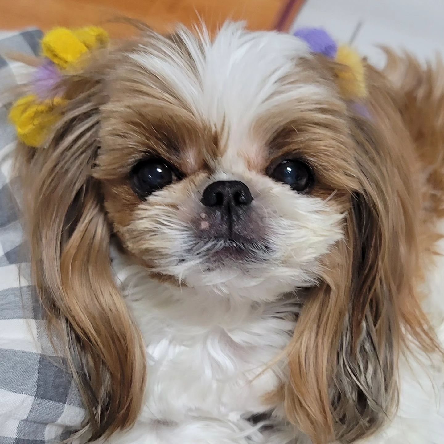우리 윙이 다리 절은지 5일차
얼른 나았음 좋겠는데 너무 속상해요 ㅠㅠ
심하게 저는게 아니라 금방 나았음 좋겠는데
엑스레이상 큰 이상은 없어서
팔꿈치 쪽 통증이 있는걸로 보이는데
삐끗한거 같아요
빨리 나아서 산책 맘껏할 수 있길
기도하고 또 기도합니다 🙏 

혹시 앞다리 삔 아이들
얼마만에 나았을까요?

#윙윙 #건강해