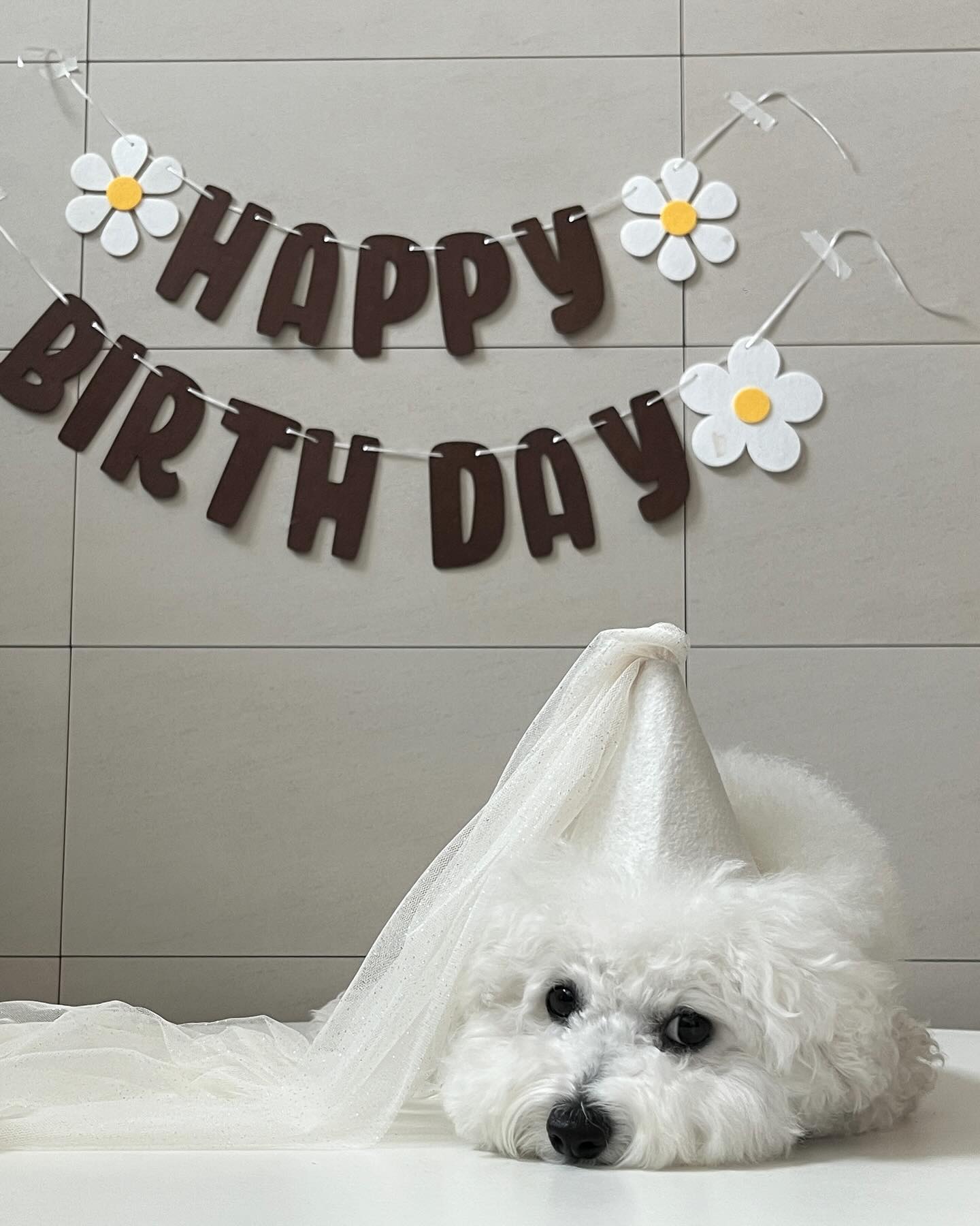 .
4번째 생일 너무너무 축하해 둡둡🤍
건강한게 최고야. 아프지만 말자! 사랑해 두부야