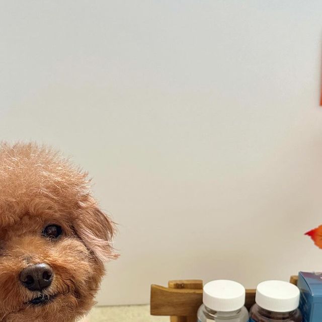 강아지모델 푸들 양뿌꾸 ღ 멍팔 ღ on Instagram: "#협찬 #제품제공 내가 실제로 챙겨먹고 있던 ‘펫심보감‘ 의 ’댕충하초’ 눈 영양제‼️ 펫심보감에서 뿌꾸가 잘먹는지 어떻게 아시고 ‘
