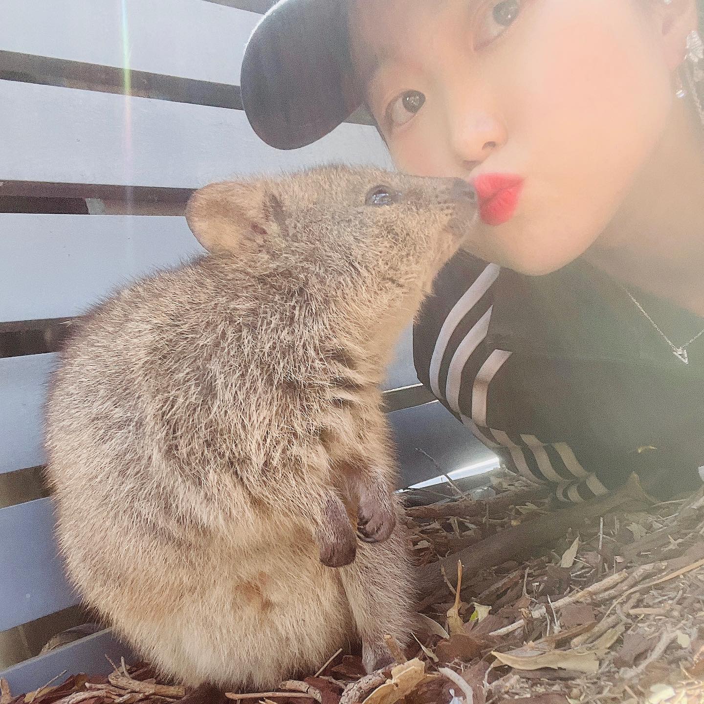 Kissing with quokka 😘🙈🫶💋

.
.
.
#quokkas #quokka #quokkaselfies #quokkalove #🇦🇺