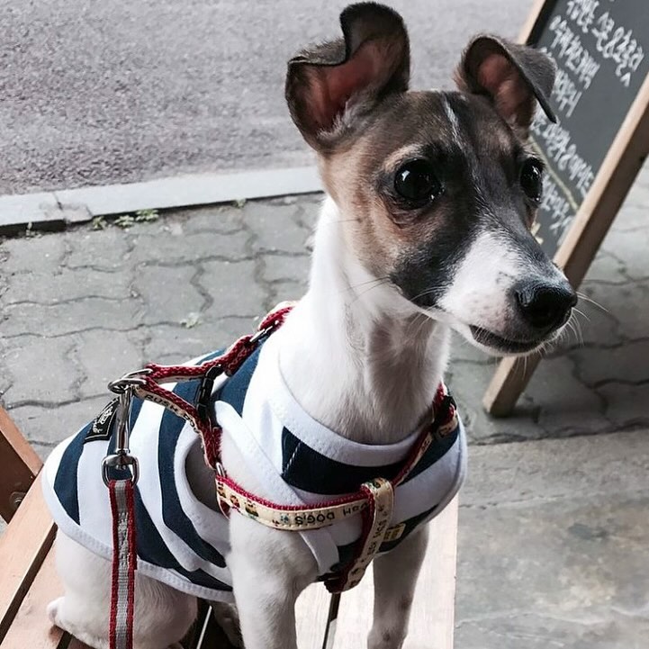 (*ˊᵕˋ*)ﾉ💛쪼꼬미 시절
.
.
.
#견스타그램🐶 #강아지그램 #댕댕이일상 #반려견