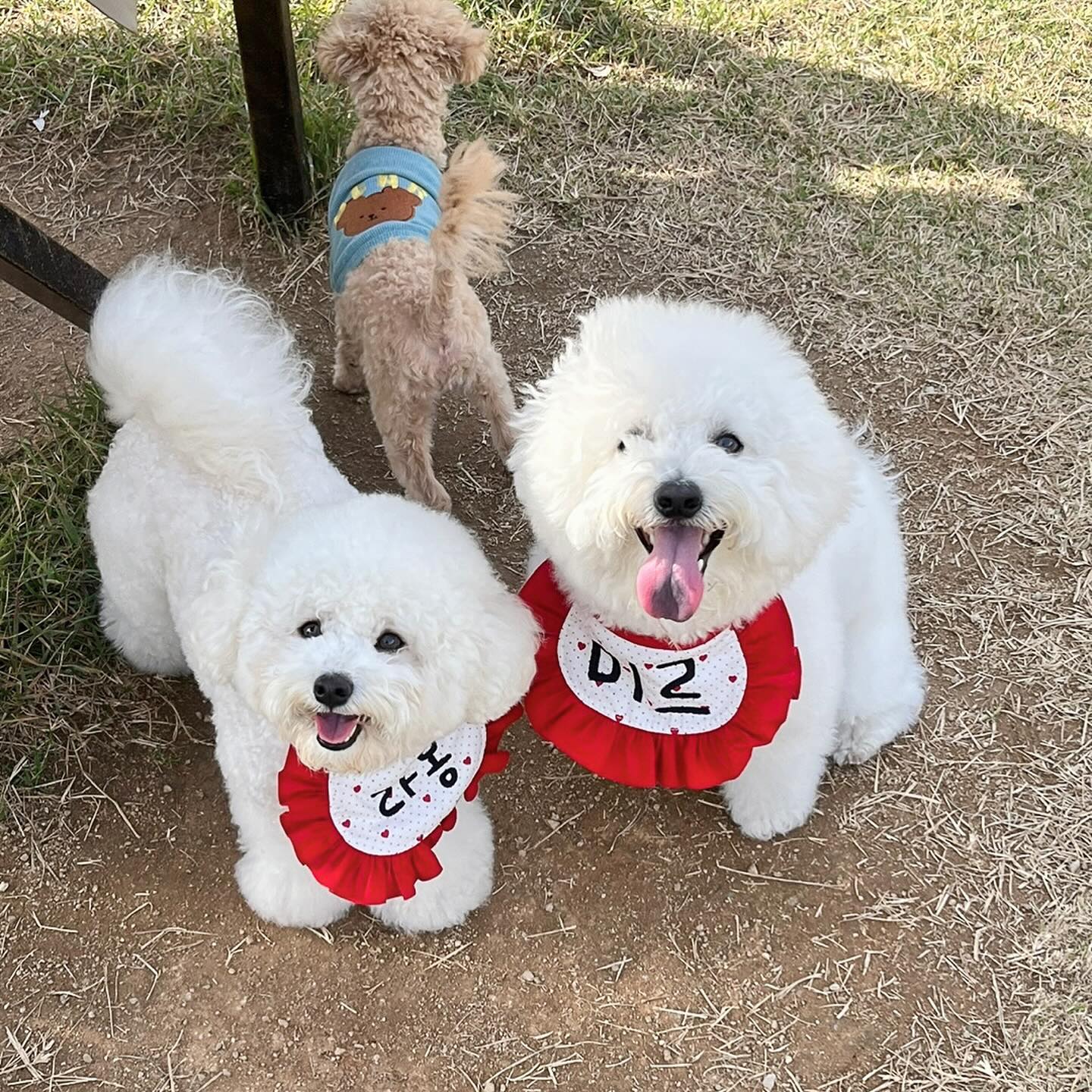 빵실빵실한 멈멍이 둘 (っ’-‘)╮=͟͟͞͞♡ 
#한라봉말고 #고라봉하고시퍼 #울형아