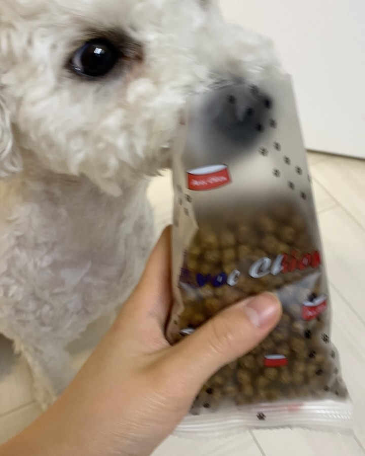 말랑말랑 소프트사료 먹어본 후기 ! 

✅ 타우린 함유로 혈액순환에 굿✨
✅ 입맛 까다로운 친구들을 위한 사료 
✅ 장을 건강하게 ! 소화기능 개선 👍 

다양한 사료를 먹어봤지만 , 
이렇게 말랑말랑 소프트한 사료는 처음이야 ! 
이빨 약한 친구들 ,
기호사료 찾는 친구들에게 추천할께 🐶🐶 

아벡시앙 👉 avecchien_kr 

#협찬 #아벡시앙 #강아지소프트사료 #강아지반습식사료 #노령견사료 #노견사료 #기호성좋은사료 #노즈워크사료 #반습식사료