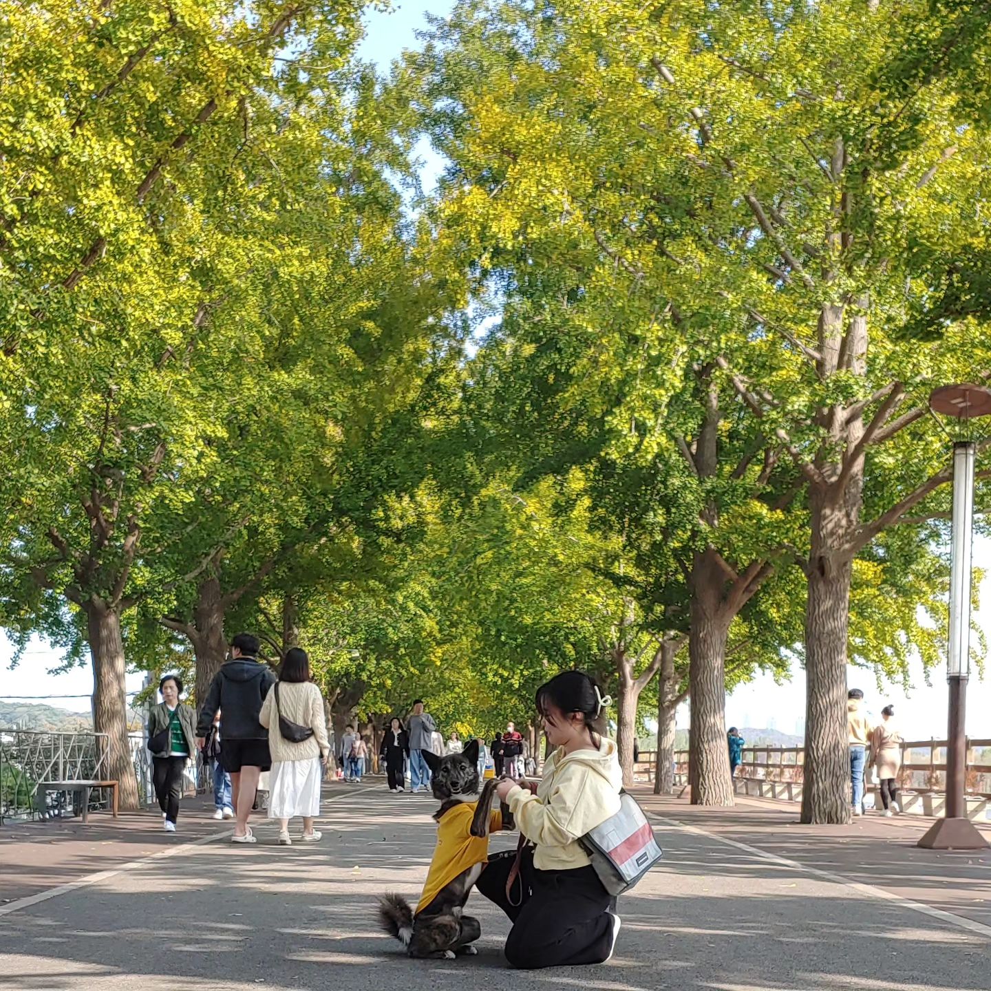 🌳 🐶 💗

#천안당일치기여행 
#은행나무길 #소고기말이 #이숲카페