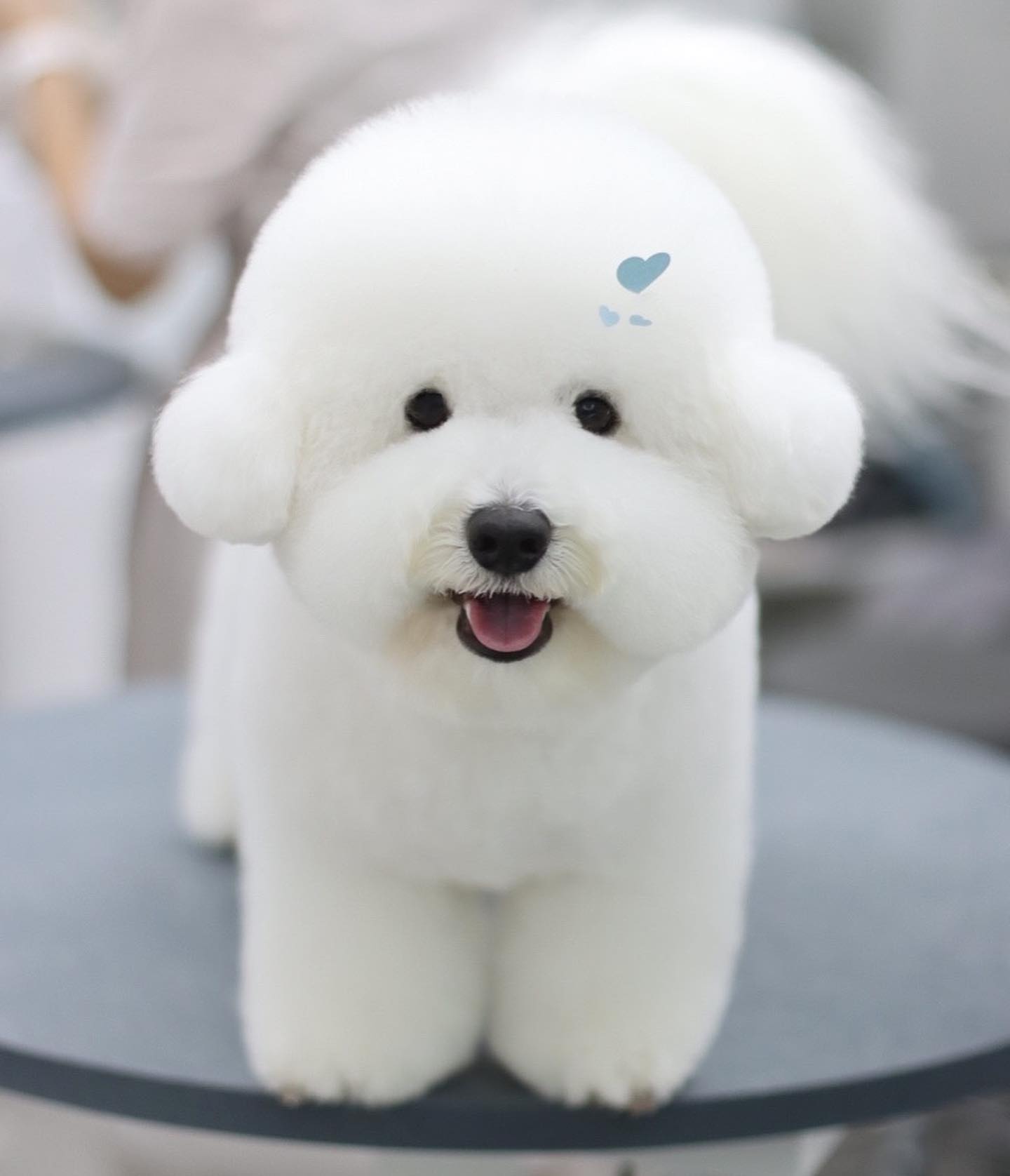 빵떡 ◡̎ #도미네로_비숑

𝙵𝚊𝚌𝚎 ➾ 귀툭튀컷 
𝙱𝚘𝚍𝚢 ➾ 2cm  가위컷 
𝙲𝚊𝚛𝚎 ➾ 블루마린 보습 스파