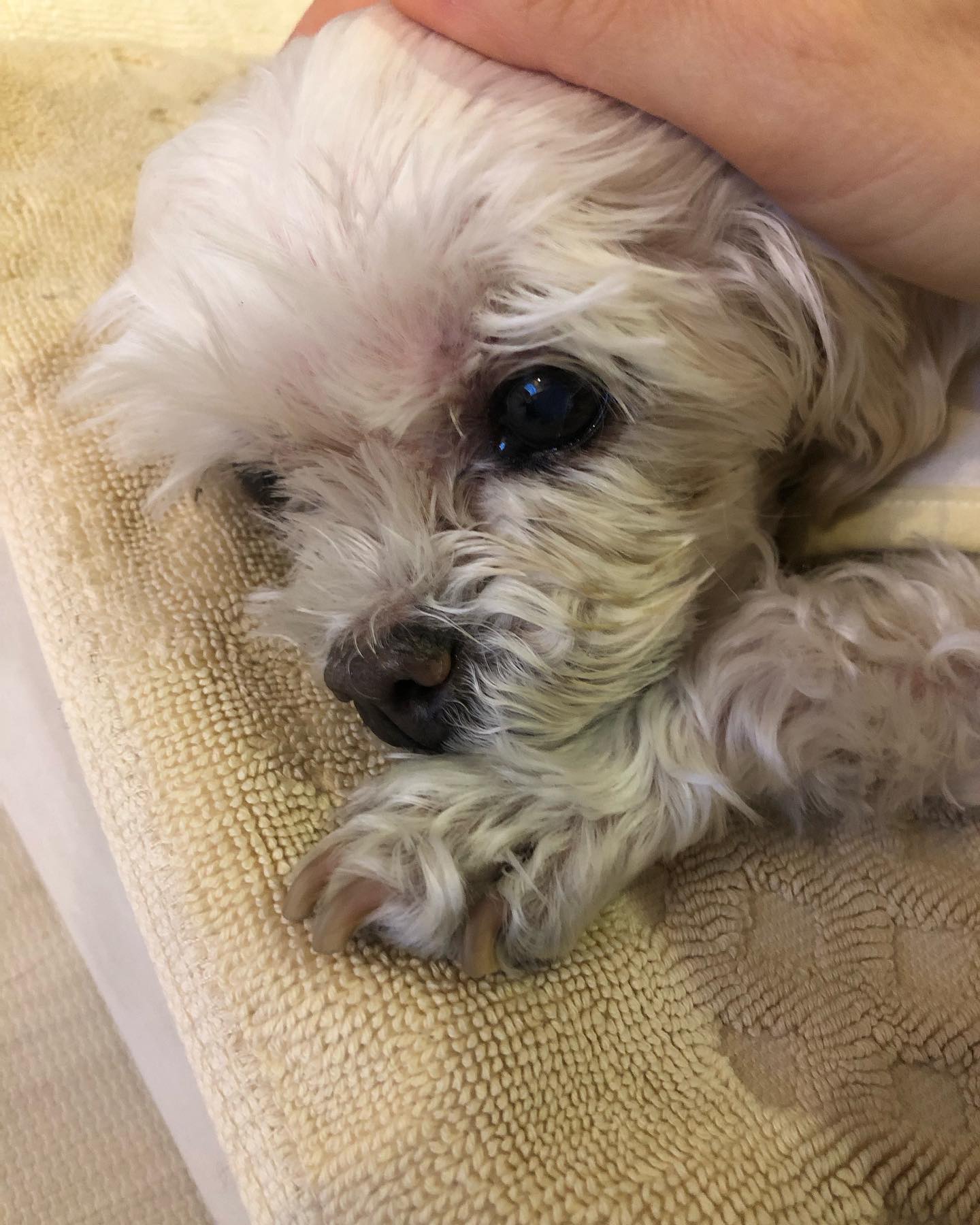 목욕한지 일주일만에
기름기 좔좔… 

#지성피부 #피지낭종부자 #올해는무난하게제발 #17살이냐후덜덜 #살얼음판노견