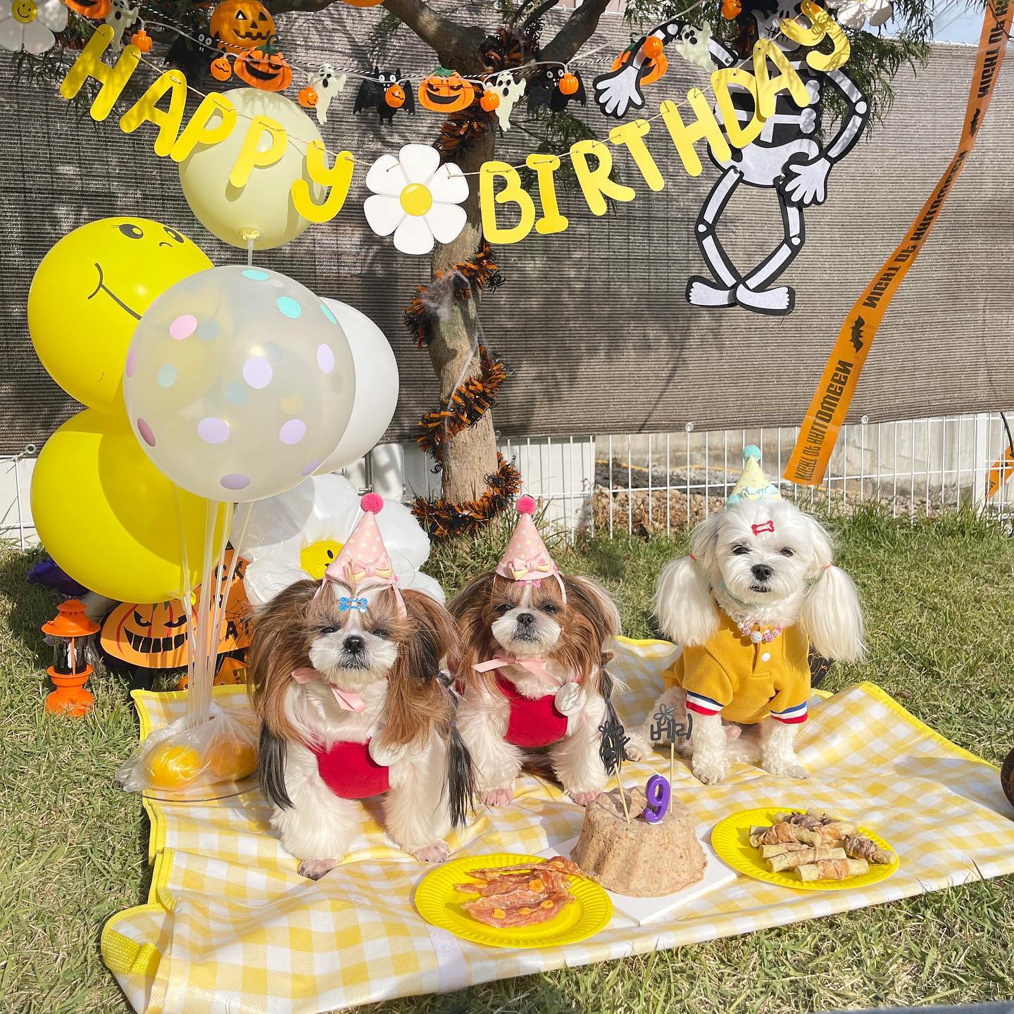 14.10.22
블루랑 베리 9살 생일❤️ 
처음으로 야외에서 생일파티하고 
엣지도 함께 축하해줘서 더욱 의미있는날!

춘향이도 함께 했으면 더욱 좋았겠지만 
그래도 처음으로 집이 아닌 다른곳에서
생일축하해주니 특별했다!🫶🏻

시흥에 있는 #호두네멍마루 #강아지운동장 
2시간 대관으로 우리끼리 오붓하게 있을 수 있는 
공간이라 편히 풀어 둘 수 있어서 최고!

햇빛때문에 눈 예쁘게 뜬 사진은 없지만 
콩알만한 눈도 귀여운 사진들❤️😍 

케이크 frangterry_petfood 
장소 hodumungmaru_ 

#블루🐶 #베리🐶 
#강아지생일 #강아지생일파티 #강아지 #멍스타그램 #강아지케이크 #강아지대관운동장 #시흥강아지운동장 #시츄 #시츄스타그램