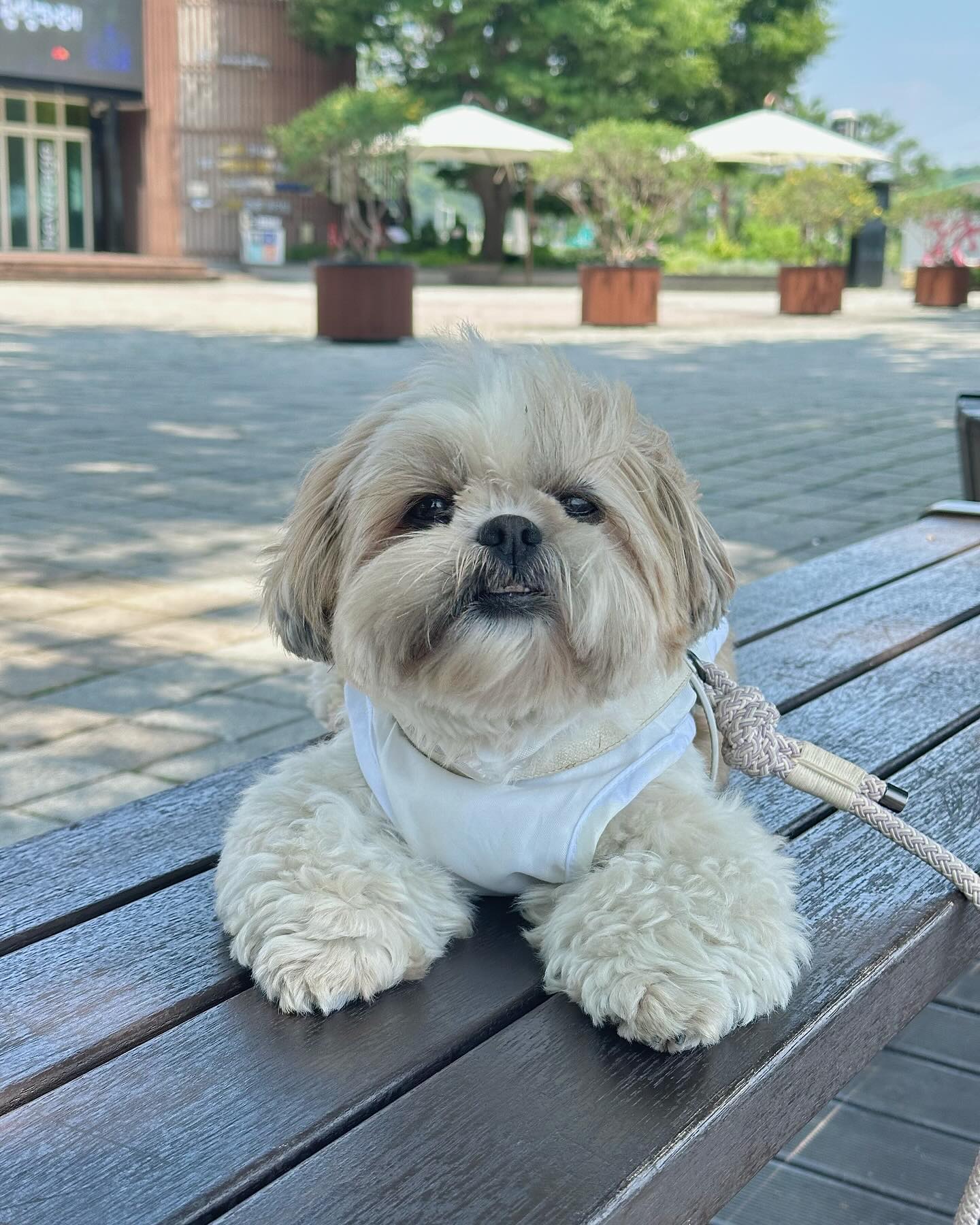 이렇게 예쁜애가 나한테 어찌 왔지 하루하루 생각하는중 … 🥹

너 9살 아니지 거짓말이지 !!!! !! 
대지야 🐽🐽