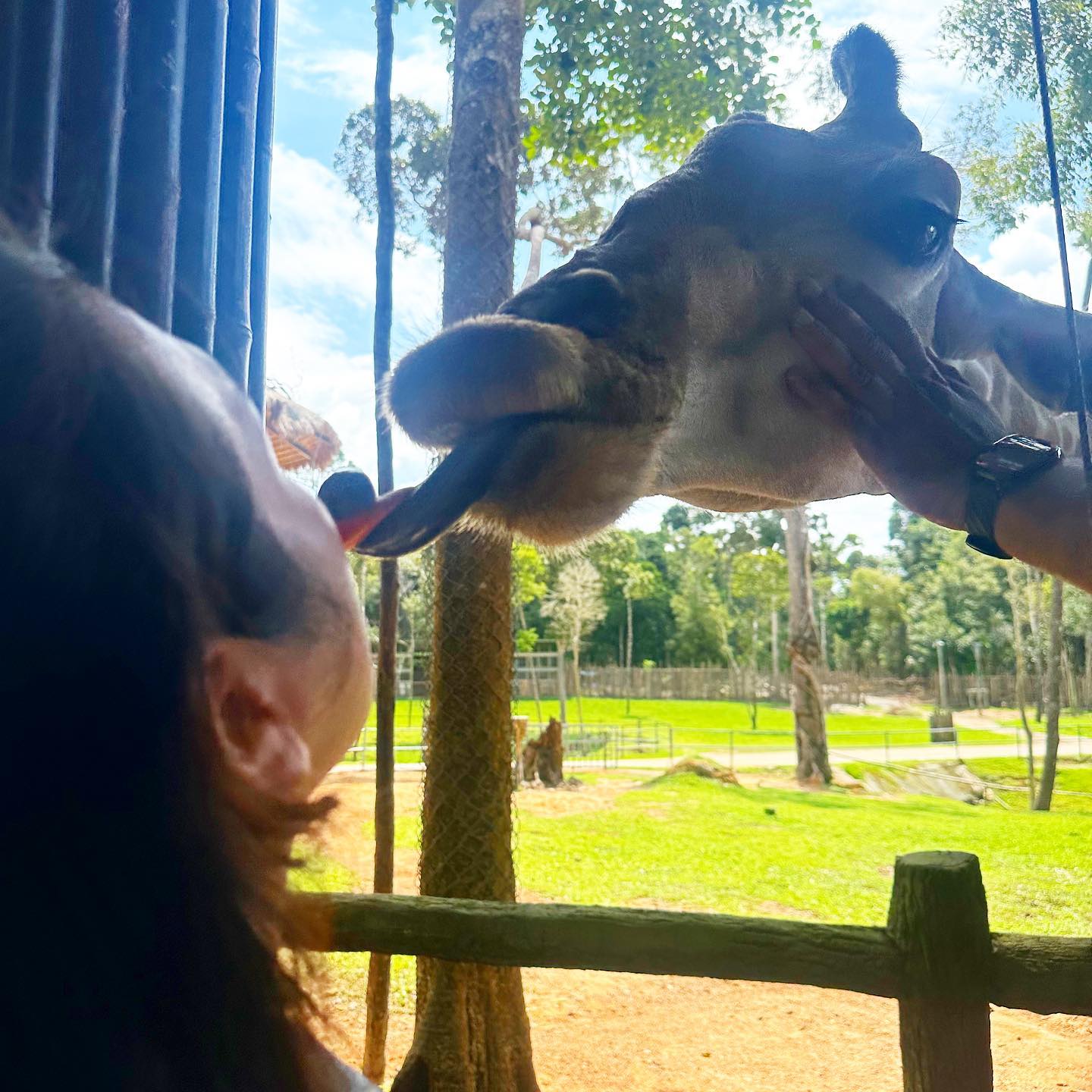 기린 입으로 당근주기 🦒

#푸꾸옥 
#푸꾸옥여행 
#빈펄사파리 
#동물원 
#기린 
#푸꼭 
#여행 
#여행스타그램
