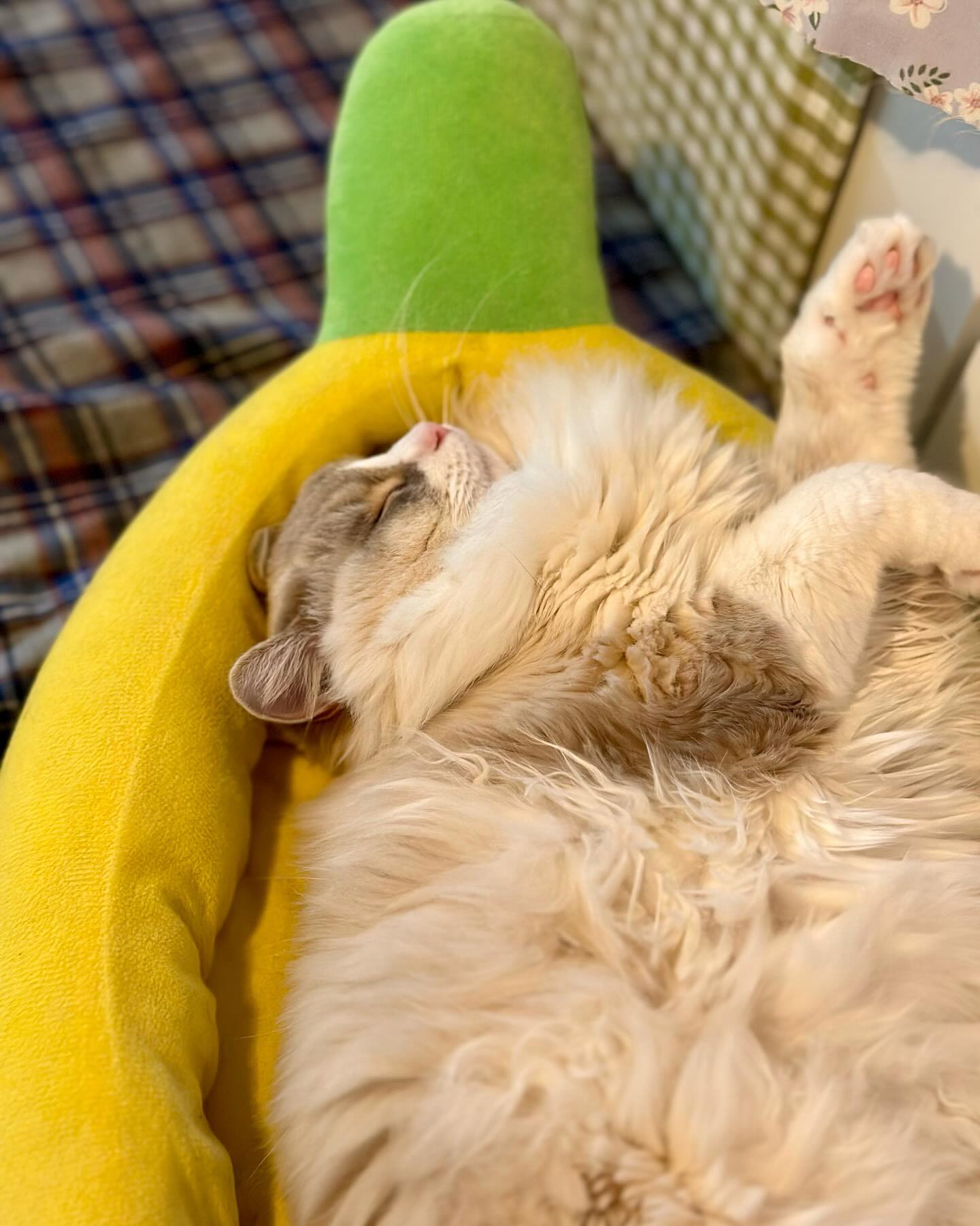 03 / Jan / 2024 

📍떼구루루

#cat #catlover #catlovers #catcafe #고양이 #고양이그램 #고양이스타그램 #고양이카페