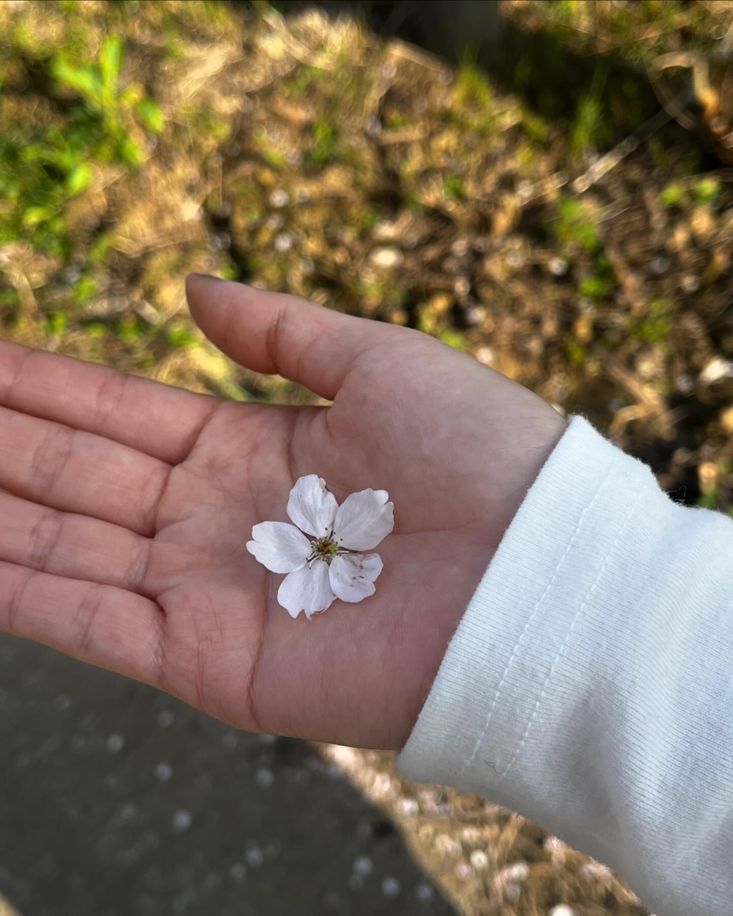 올해의 벚꽃 모먼트. 사랑하는 사람들이랑 벚꽃 진짜 엄청 자주 봐서 너무 좋았던 올해 봄. 넘모 행복했당