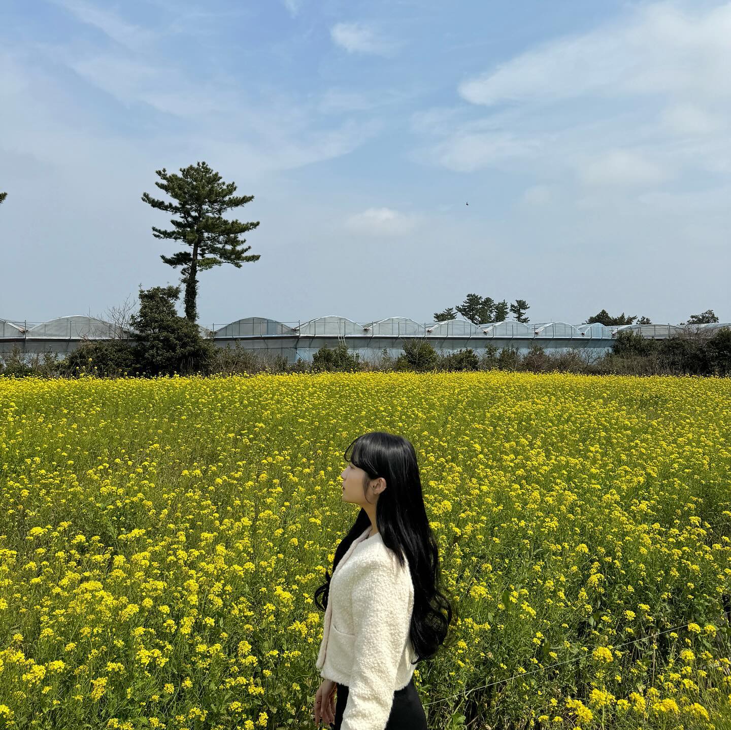 벚꽃 전 유채꽃🌼