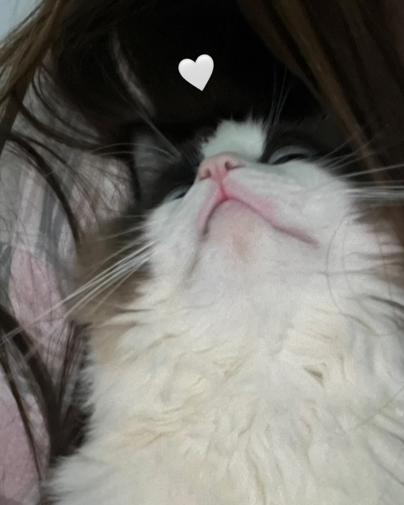 언니 나 봥〰️🤍 주둥아리도 기여운 코양이...😍
.
.
.
.
.
#냥팔 #냥팔맞팔 #냥팔환영 #랙돌 #ラグドール #布偶貓 #반려묘 #냥팔멍팔 #냥스타그램 #단풍이 #냥소통 #고양이애교 #렉돌 #소통 #미묘 #미묘냥 #좋아요 #고양이 #고양이일상 #cat #🐈 #catstagram #냥스타그램 #🐱 #집사맞팔 #좋아요 #집사의하루 #소통환영 #초보집사 #랙돌 #애교쟁이 #고영희