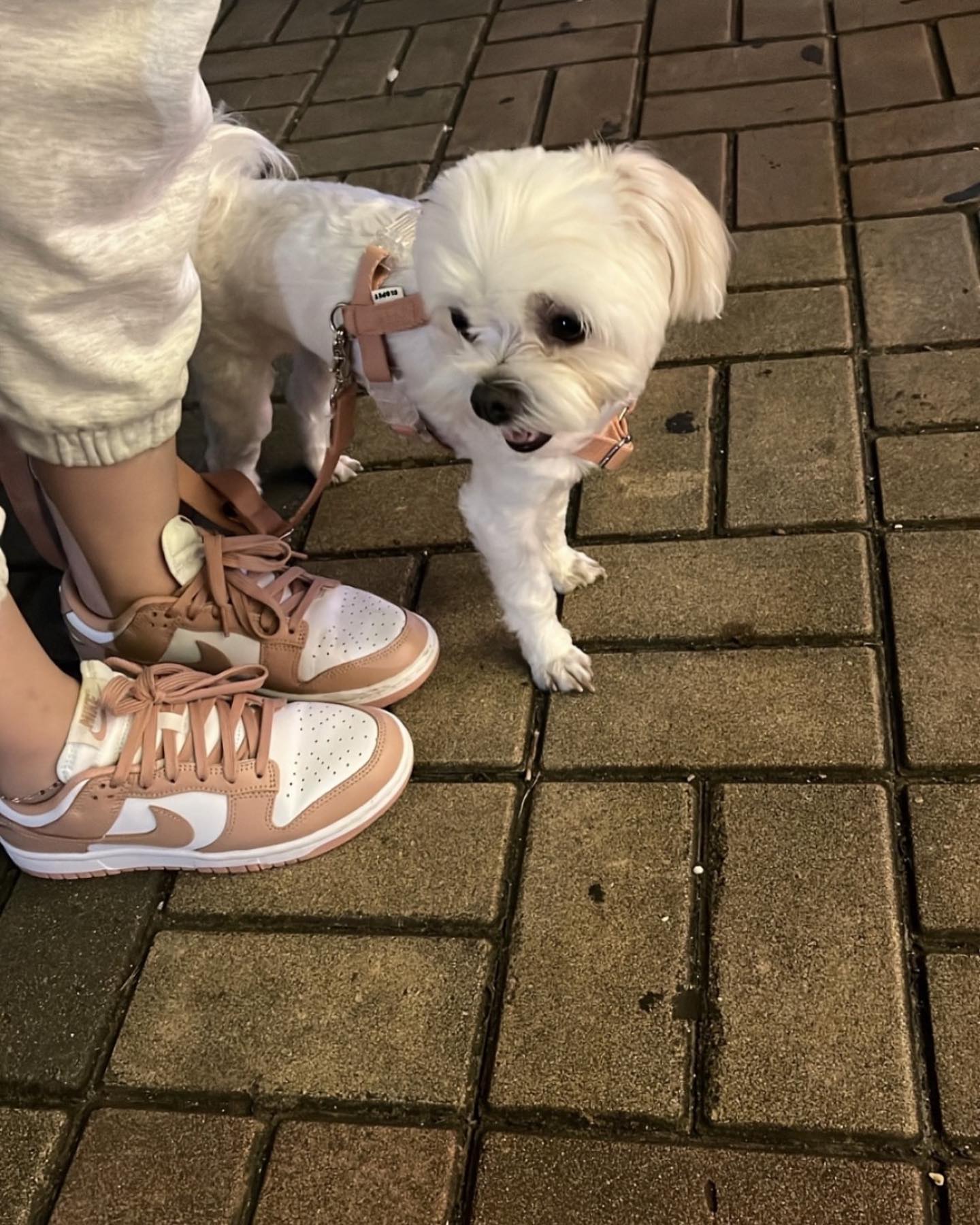 샹헤유🩵