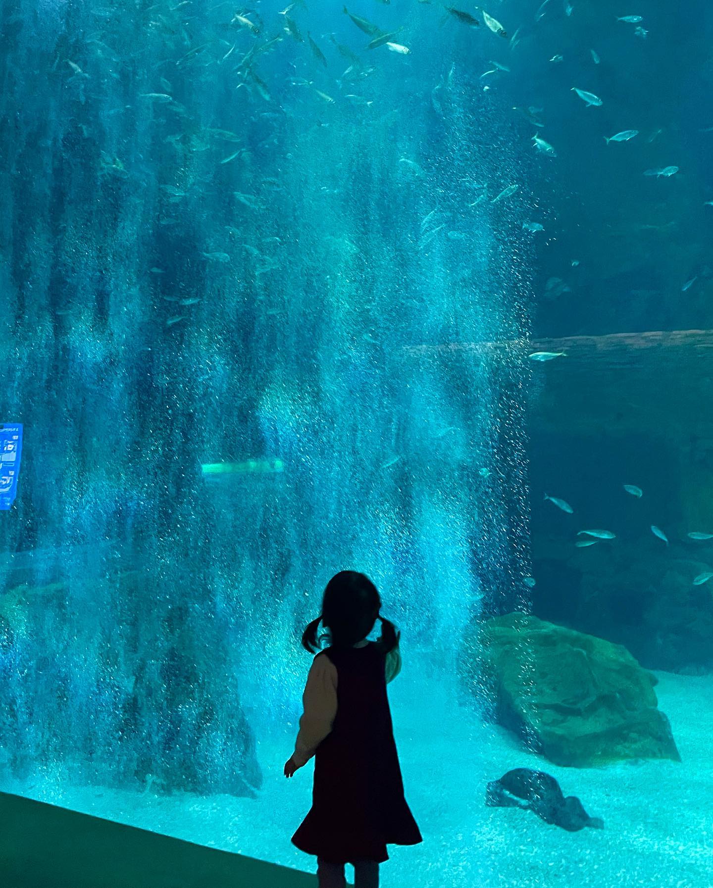 .
두번째 아쿠아리움🐋🐳🐠
.
#롯데월드아쿠아리움
#롯데월드아쿠아리움포토존
#포토제닉콘테스트 #인생사진 #사진포즈추천